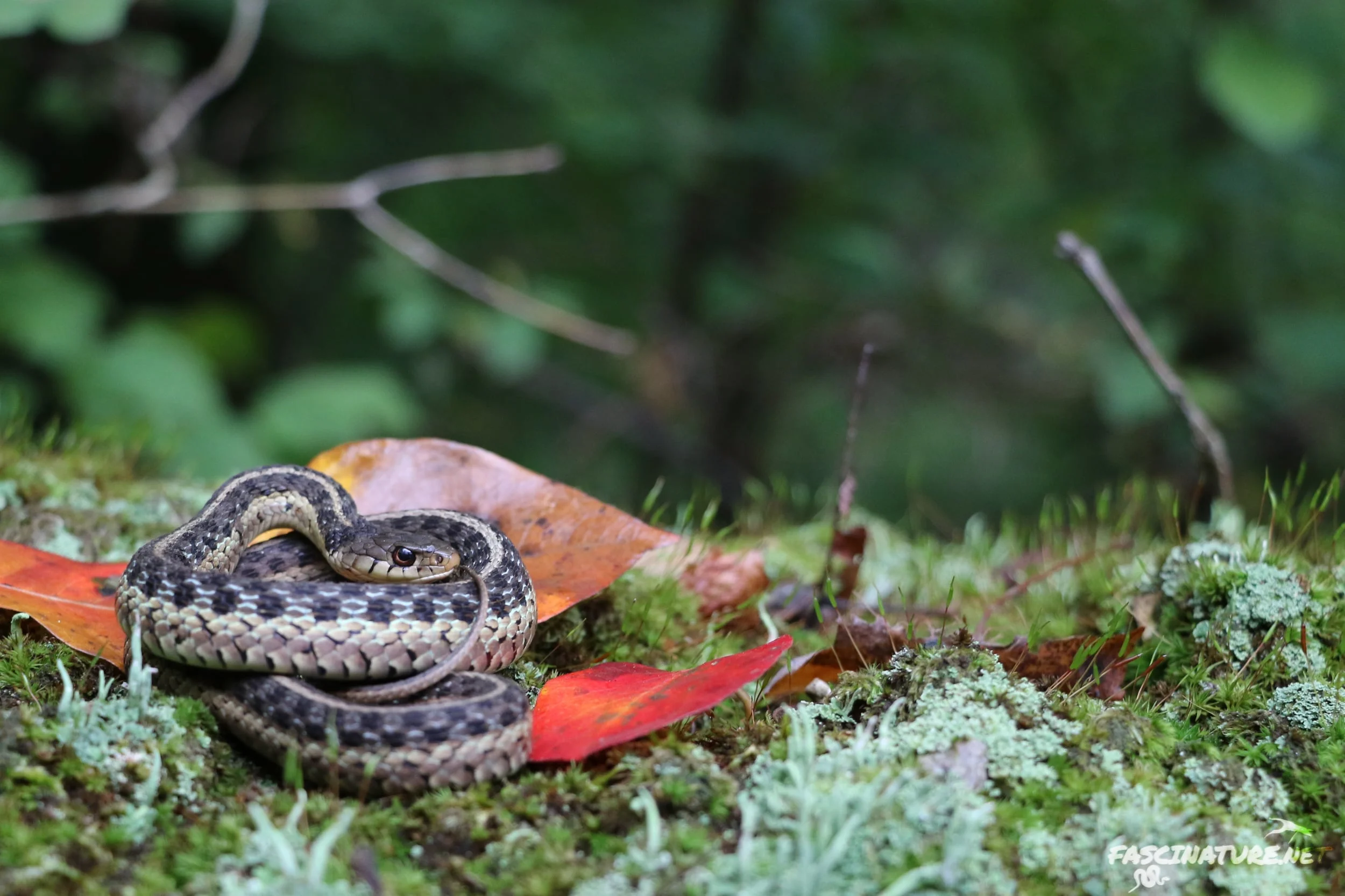 Eastern Gartersnake - I'll start out with this classic-looking individual.