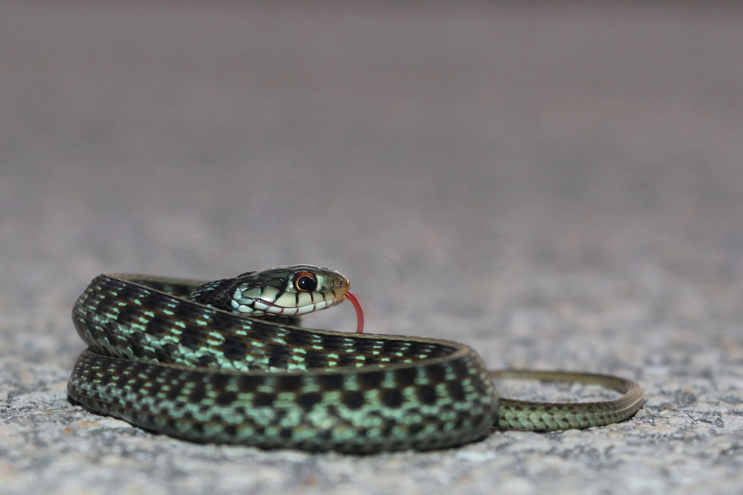 Eastern Gartersnake - This blueish individual was cruised in South Florida.