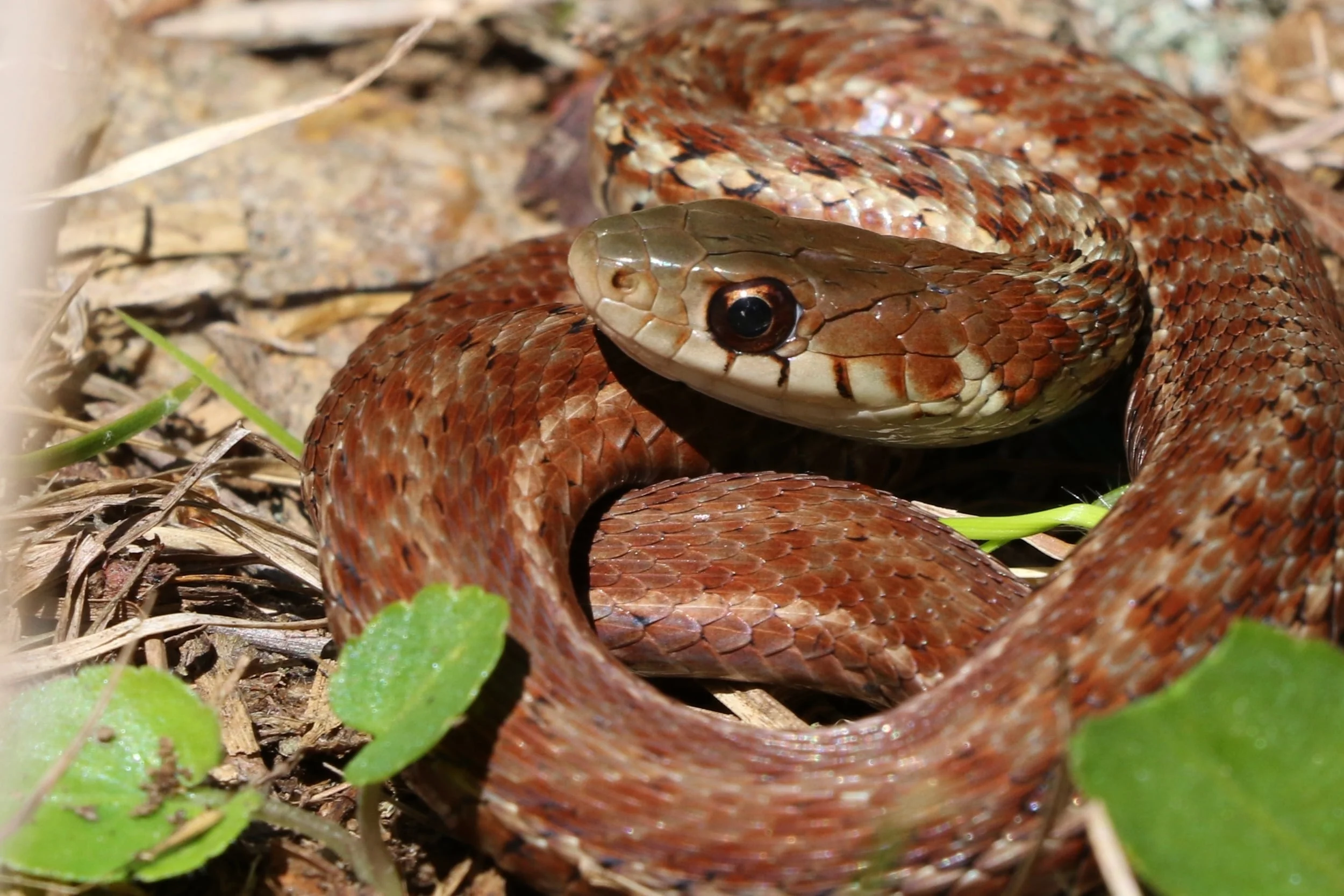 Eastern Gartersnake - This reddish individual was flipped by a friend on a group trip to the Poconos.
