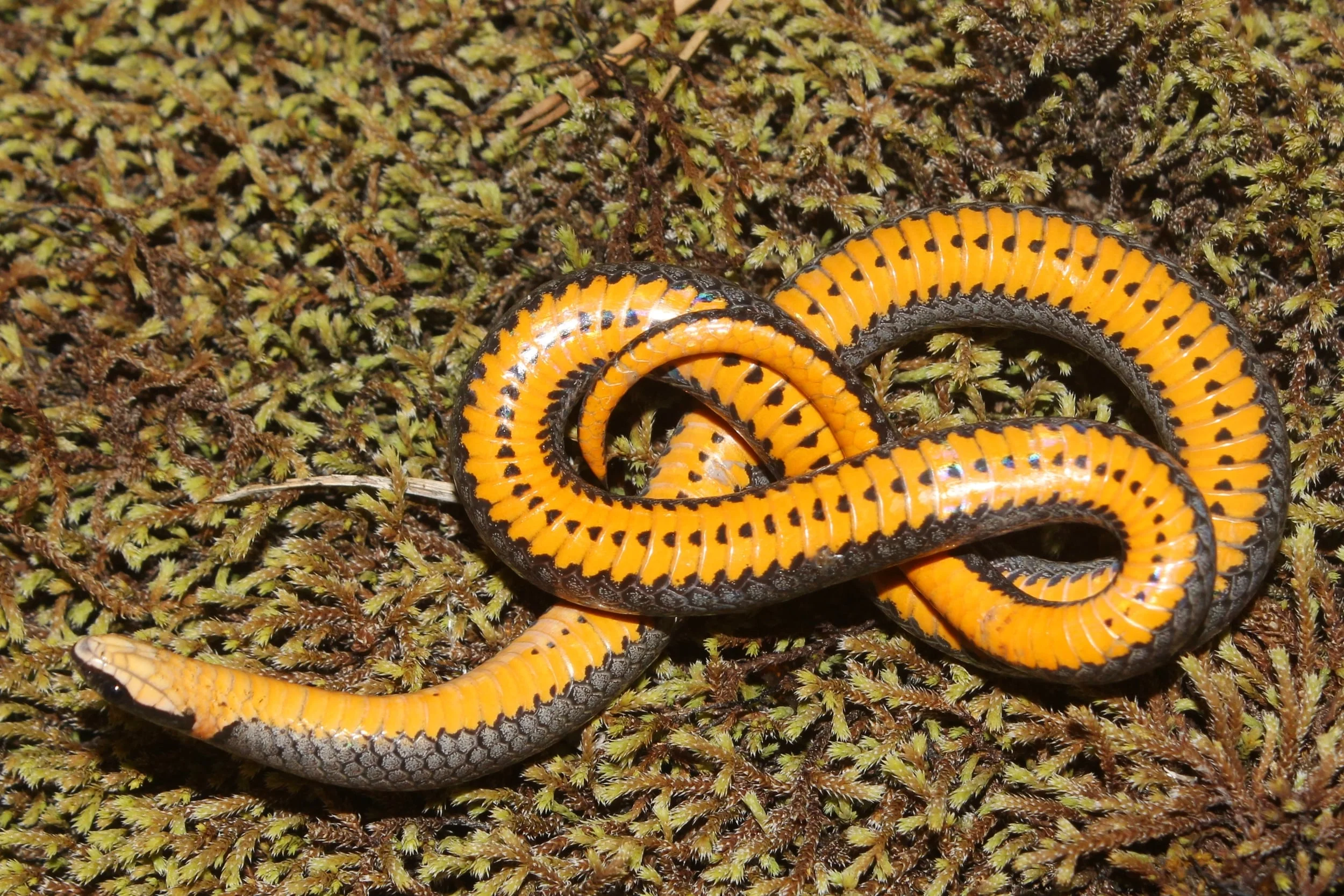 Southern Ring-necked Snake - Truth be told, I live in an intergrade zone. However, whenever I find a ringneck with a broken ring and belly half-moons I am fine with calling it a Southern. I flip these with ease in the Pine Barrens.