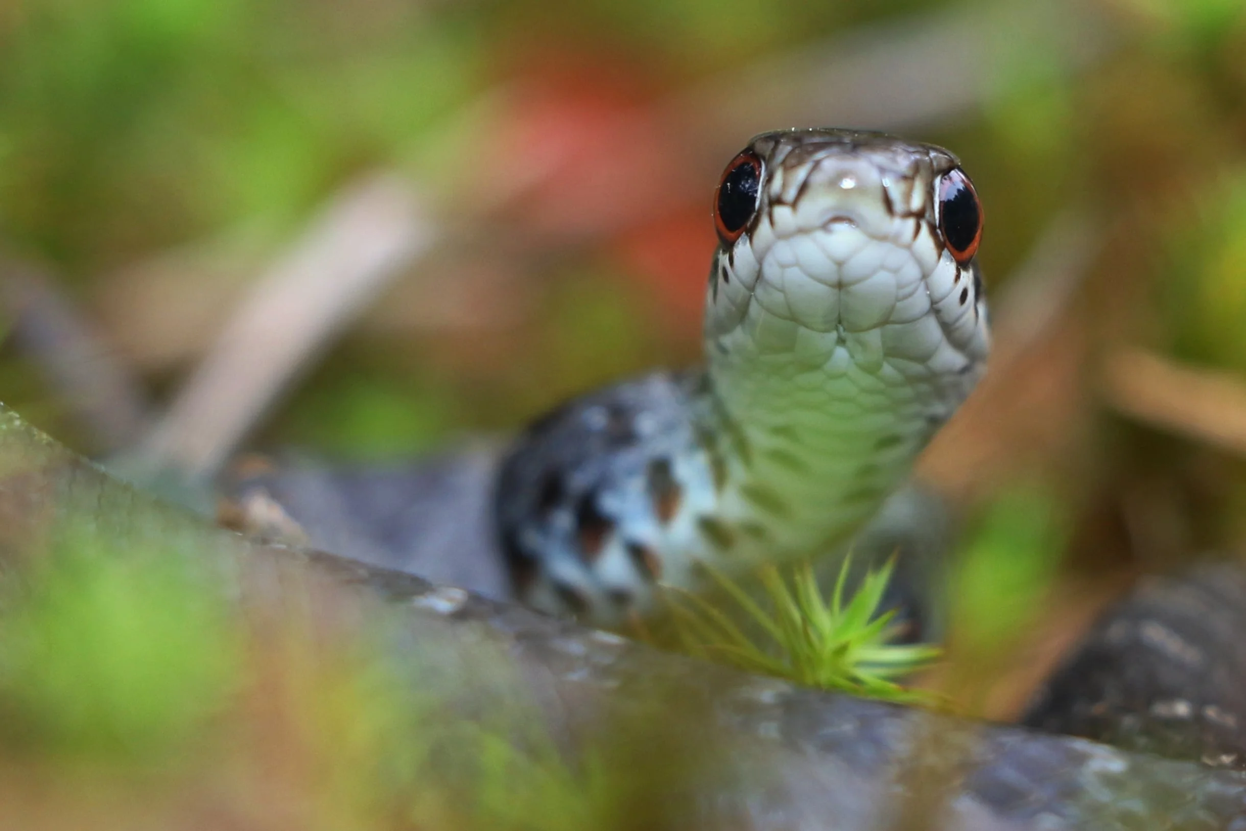 Northern Black Racer - I flipped this little guy at a new spot in the Pines. ...hoping the spot produces some other things.