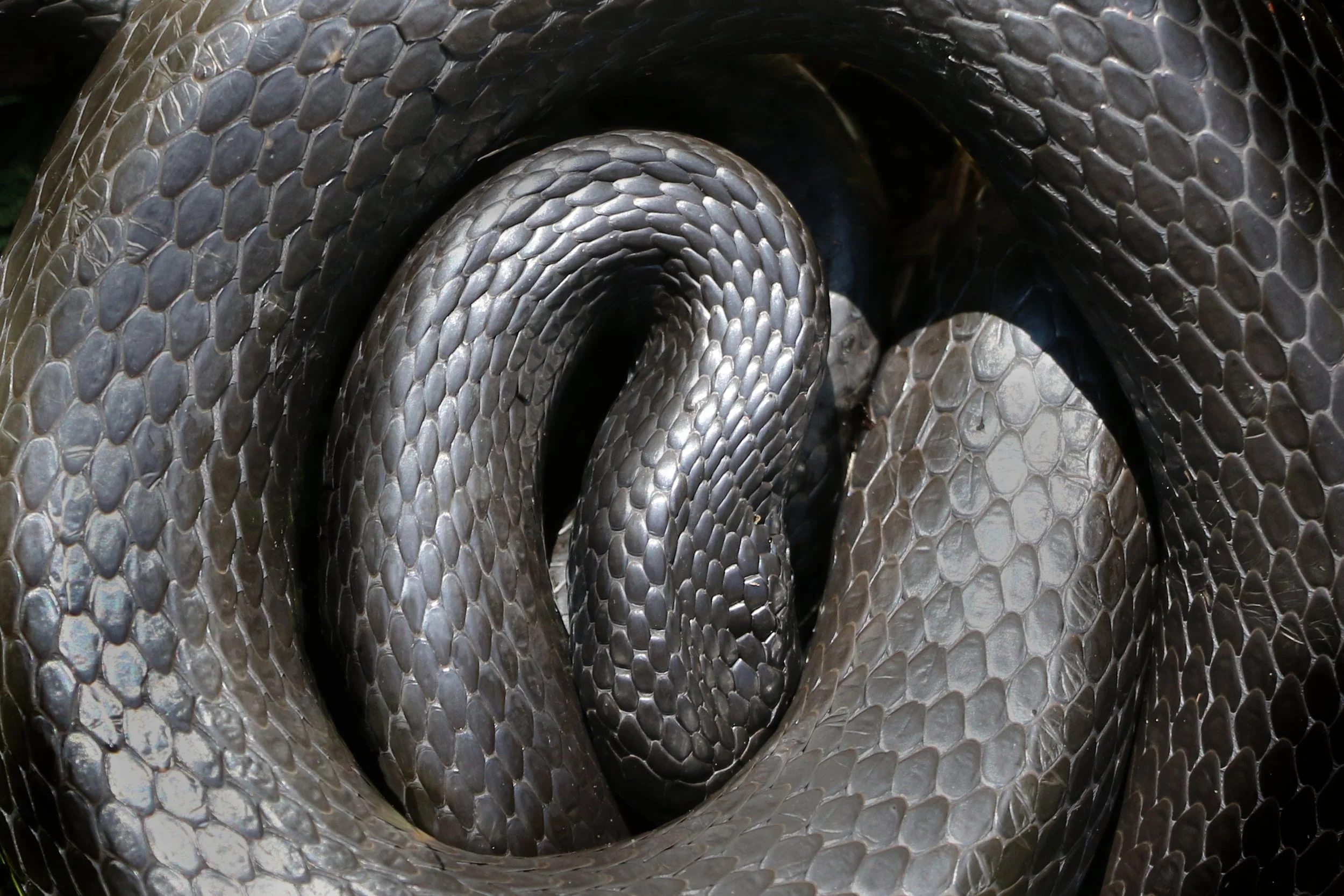 Northern Black Racer - This guy gave me a run for my money and normally I wouldn't have chased him down but I was with a friend who doesn't get out for herps much. Upon capture, he did his best ball python impression - weird.