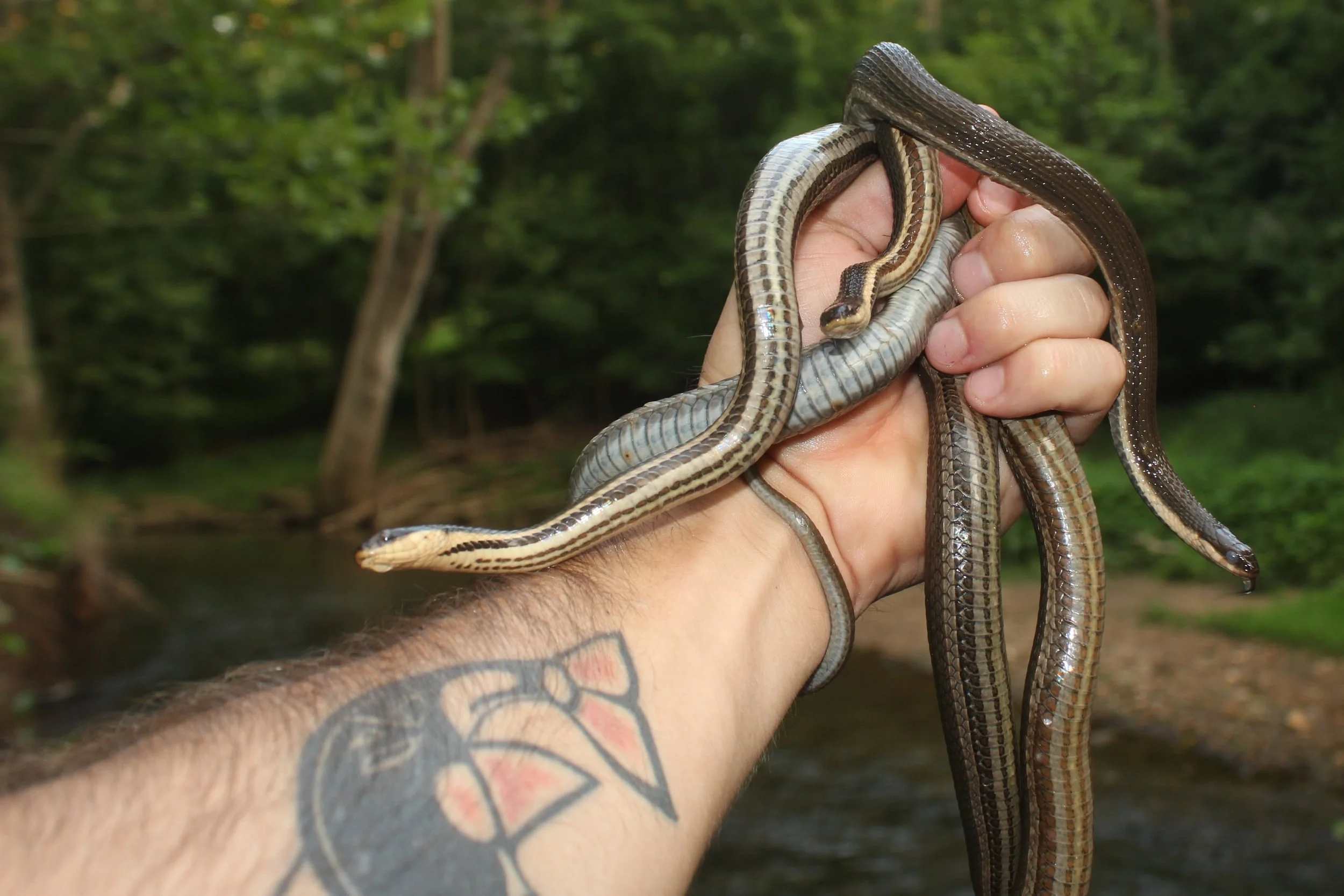 Queensnake - More from the above spot.