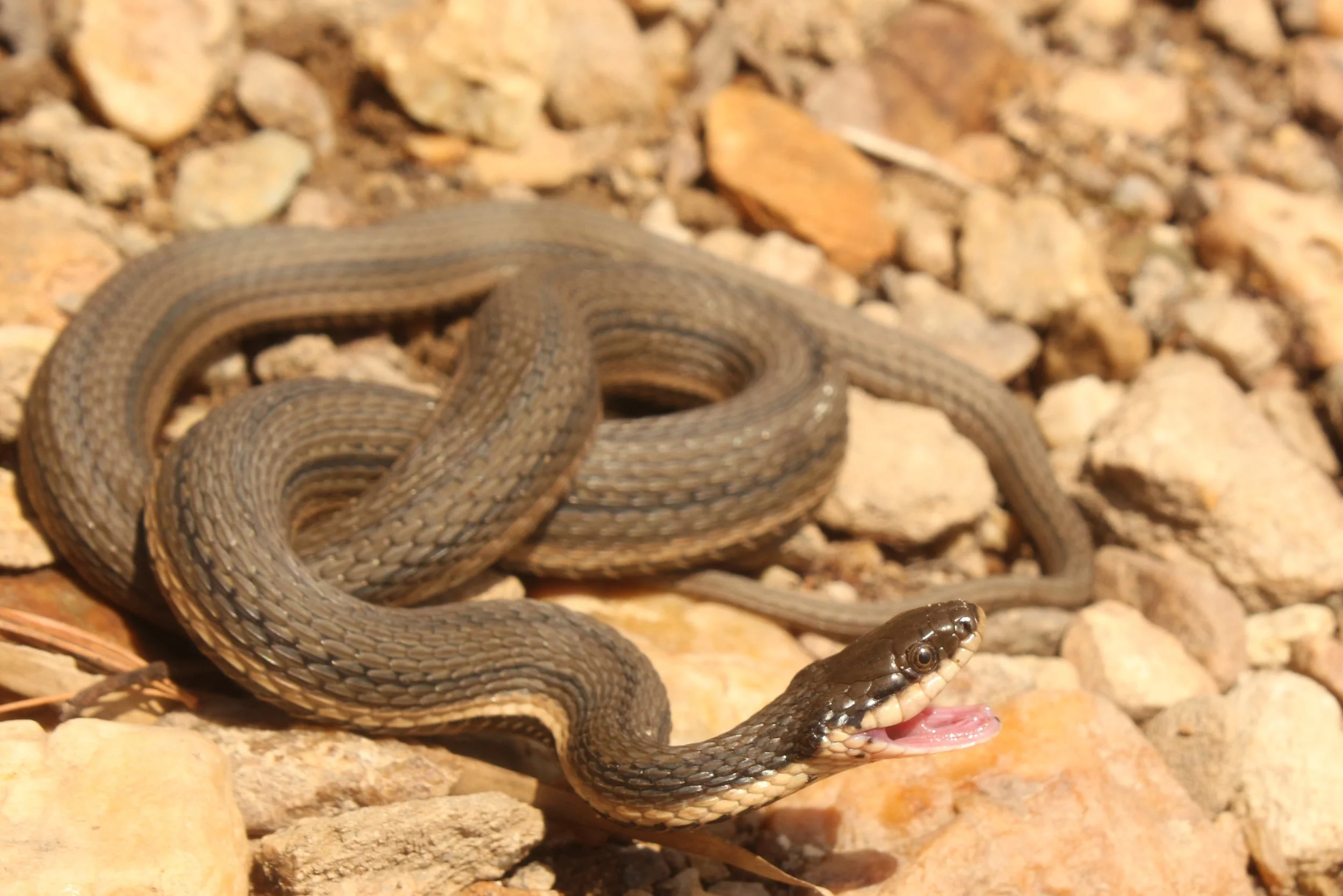 Queensnake - This queen from York County was a bit feisty but settled down quickly.