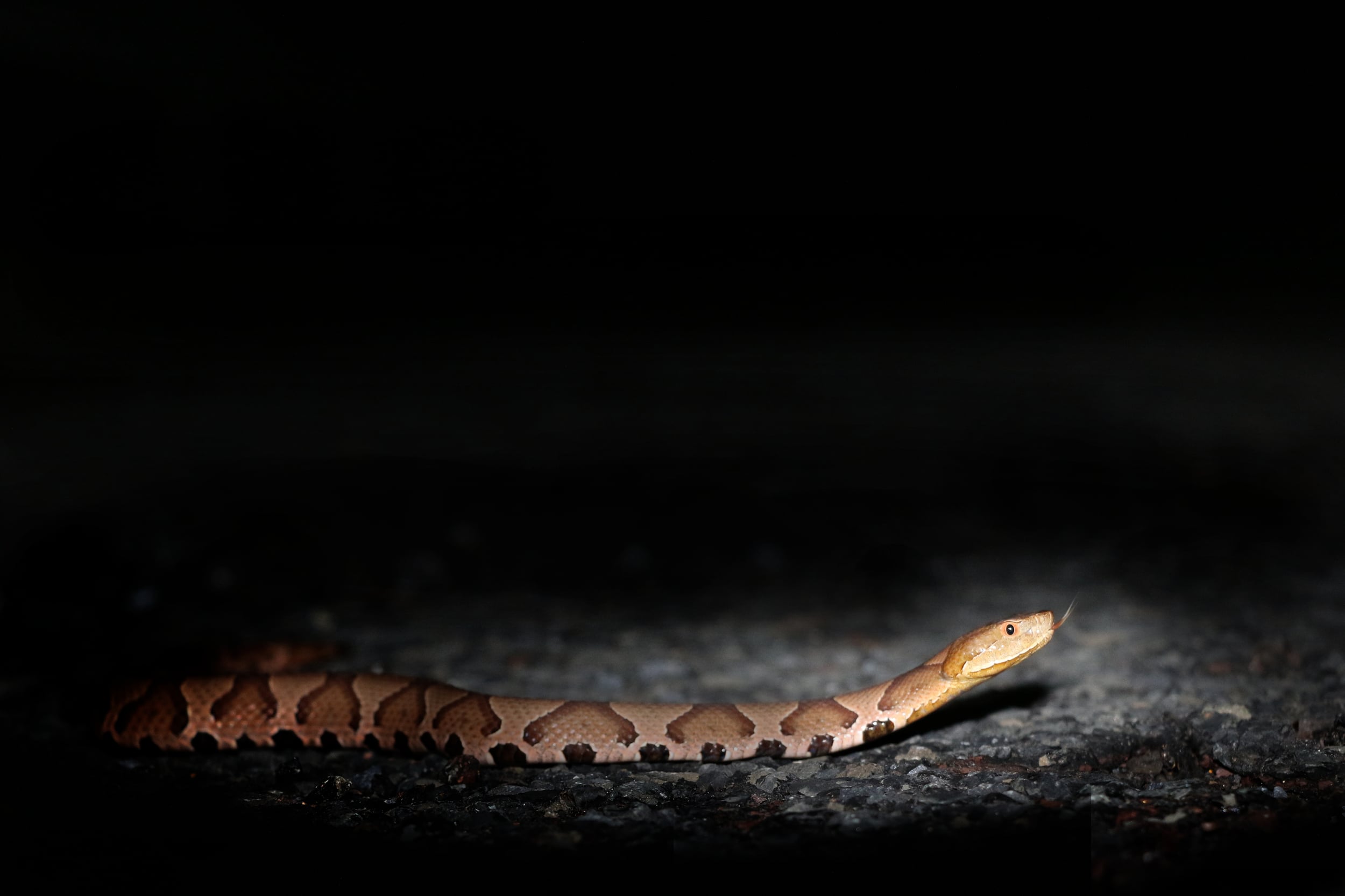 Northern Copperhead - One of my great triumphs of the year was successfully roadcruising one of these guys in my own county. I was with Julie and pulled around for a quick snake and ran out of the car without a light or hook. I yelled frantically at her as I didn't want to lose the snake without a voucher just in case this was the first successful AOR Copperhead in Bucks. She got what I needed in time, and the rest is history... same snake posted below.