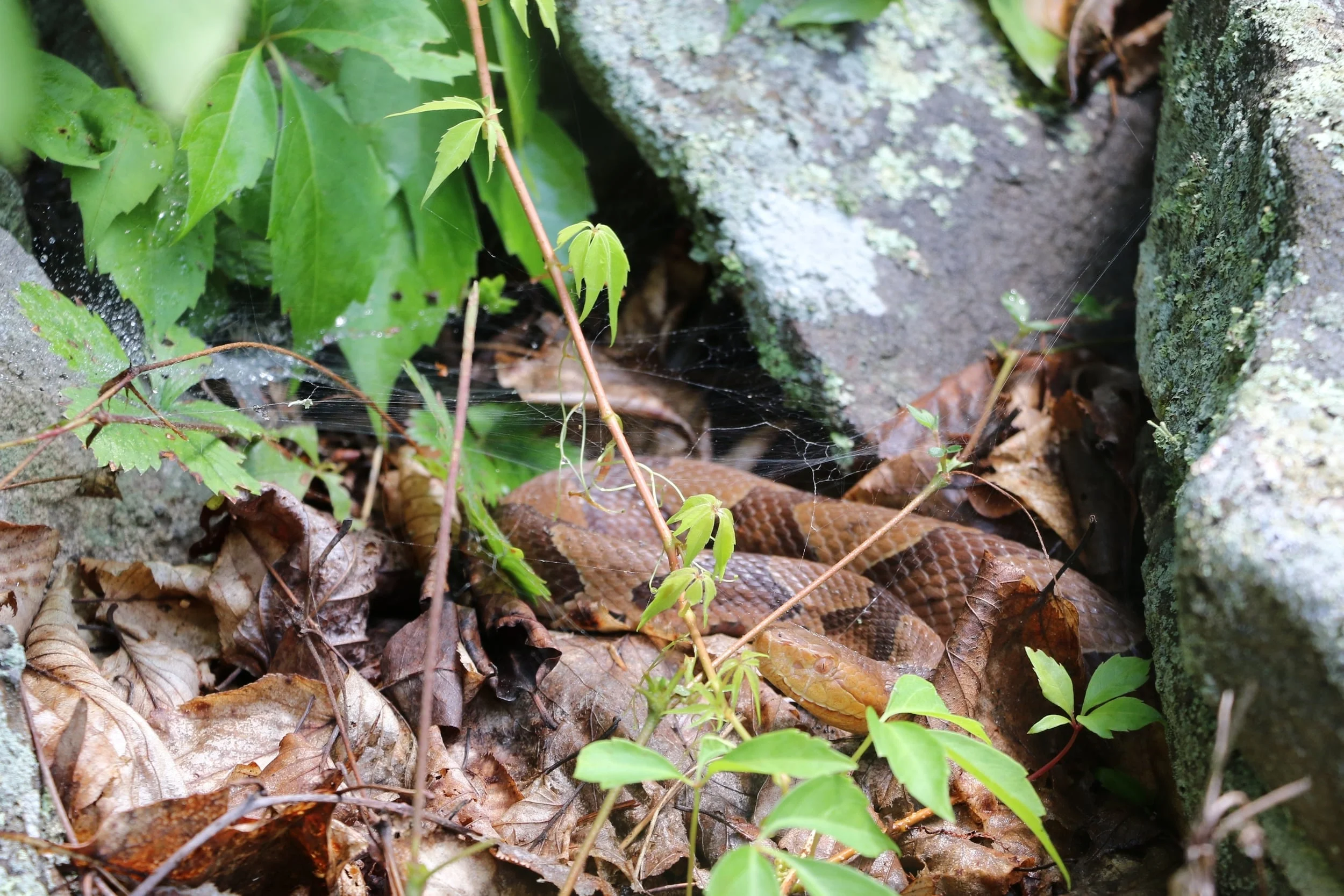 Northern Copperhead - From a group trip in Central PA. We ended up seeing four of these and 14 Timbers on the same cut. Not bad!