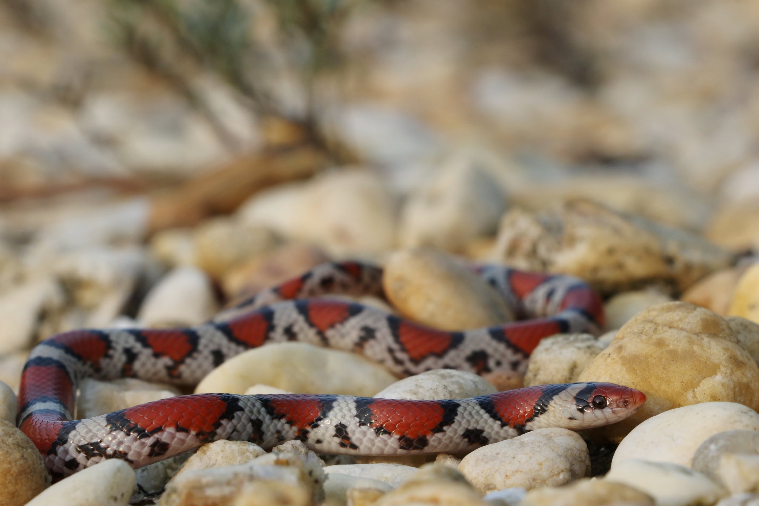 Northern Scarletsnake - These are found primarily in one county in New Jersey. I tried a handful of times in a different county with no luck yet, but I have a lot of promising spots for the future. Maybe 2016 will be my year.