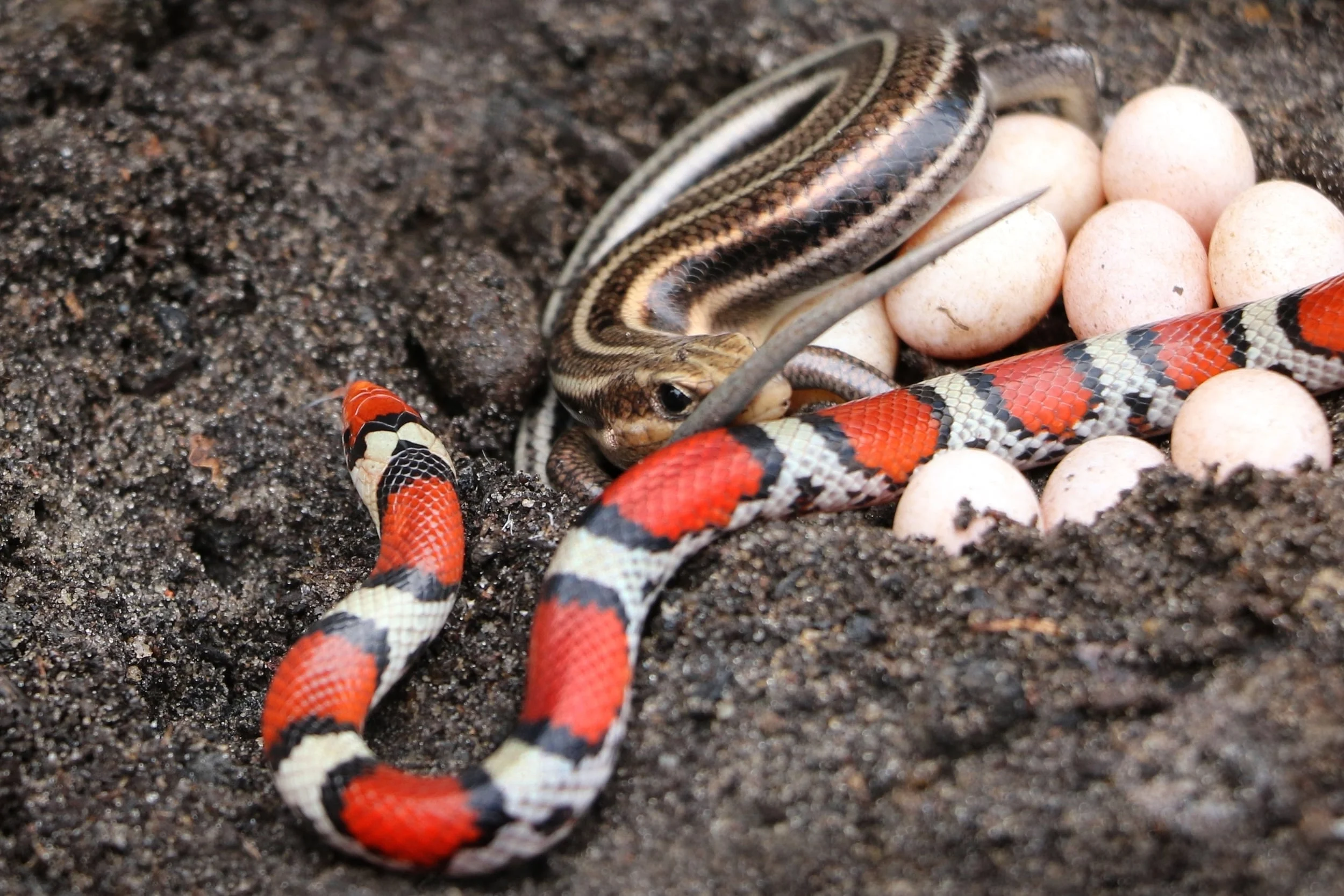 Northern Scarletsnake - I flipped this skink with eggs a few cover pieces down from where I let a scarlet go. The opportunity called for a predator/prey shot. 