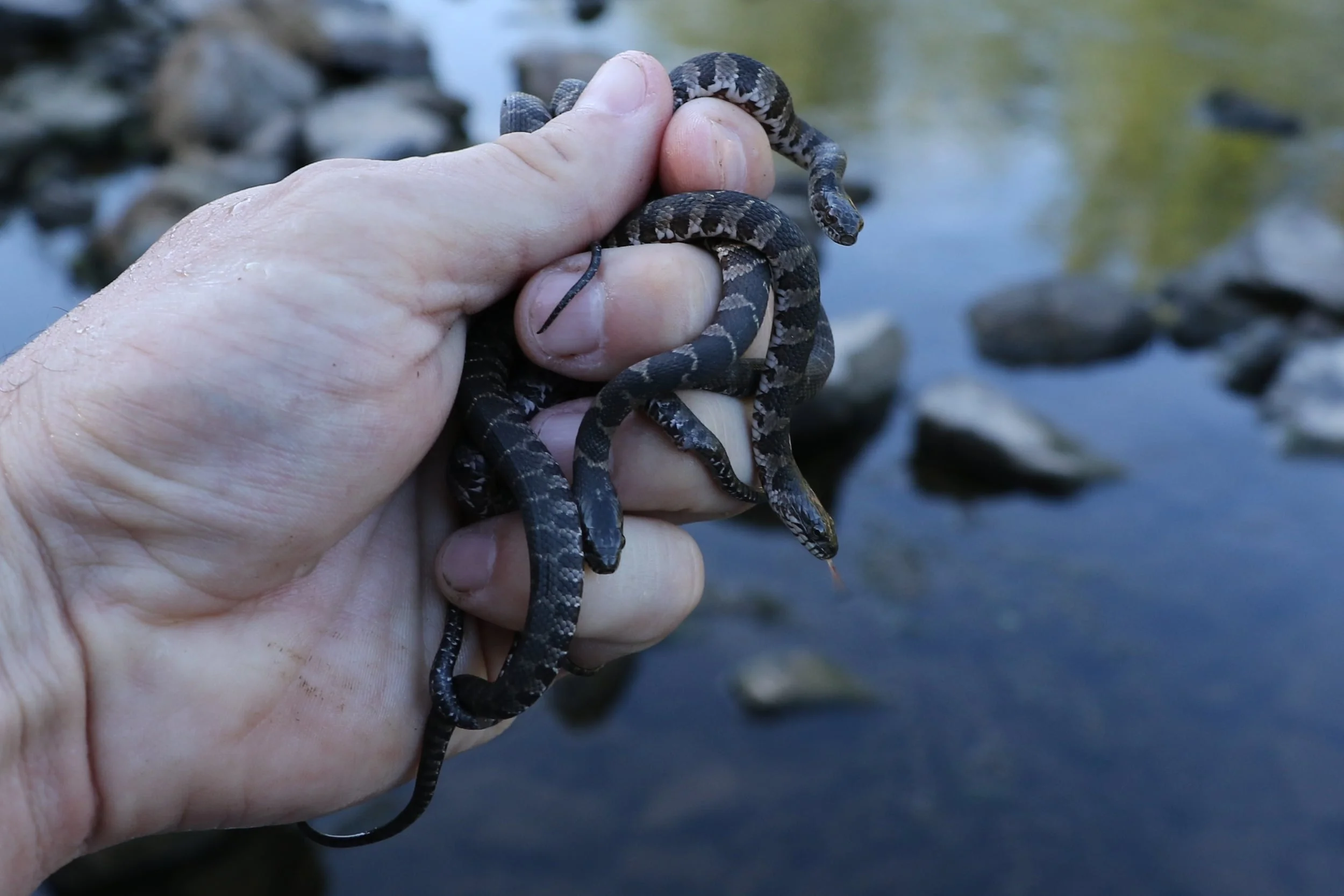 Northern Watersnake - Baby season made for some fun on a local walk with the family.