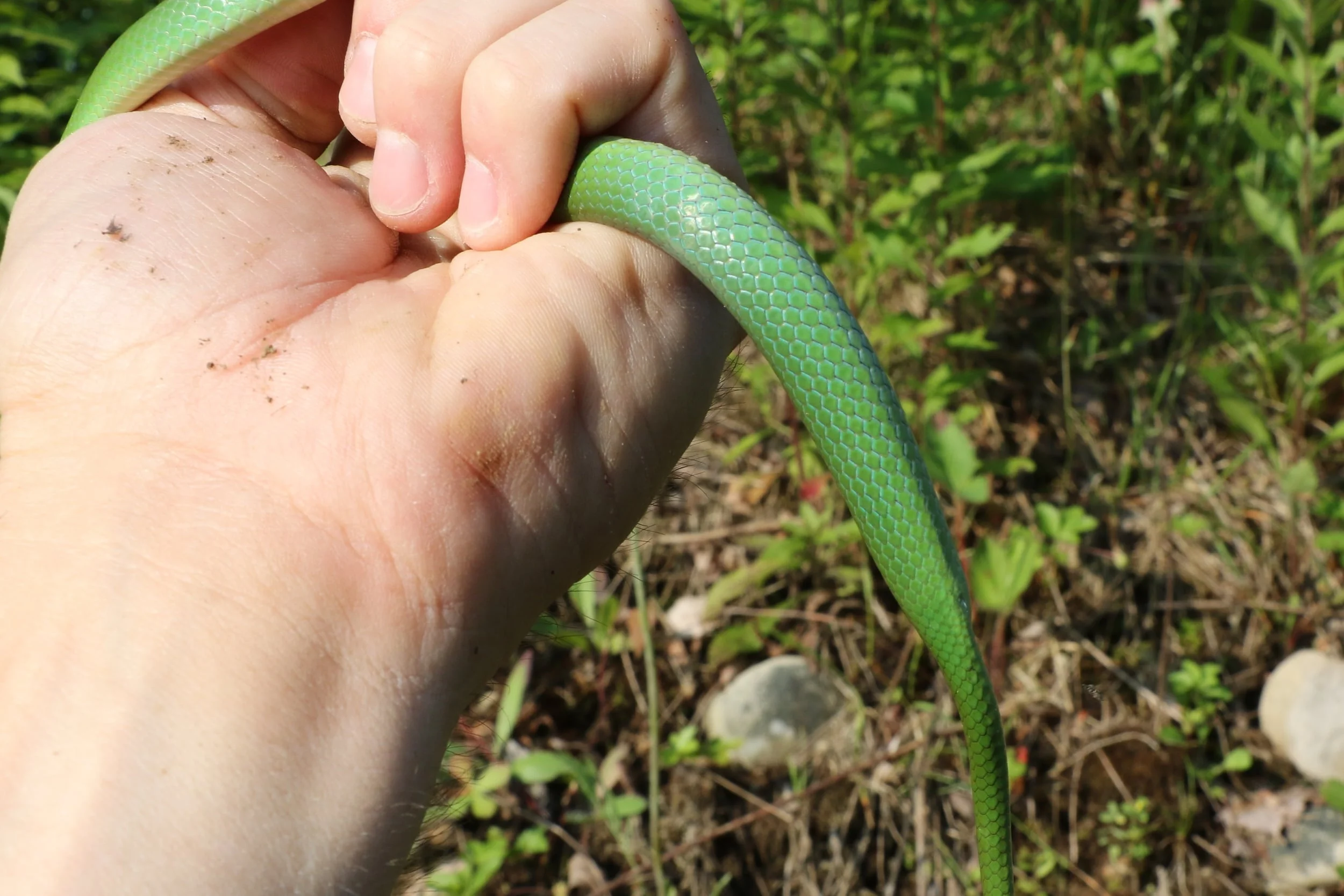 Smooth Greensnake - I'd love to know how many eggs this girl popped out. These was long and fat.