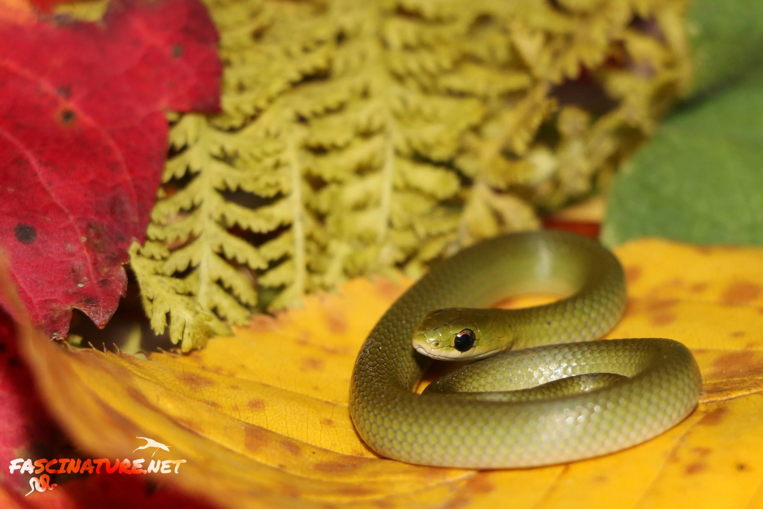 Smooth Greensnake - This was a hatchling I found on a 50-degree day in late October. It was a warm Autumn.