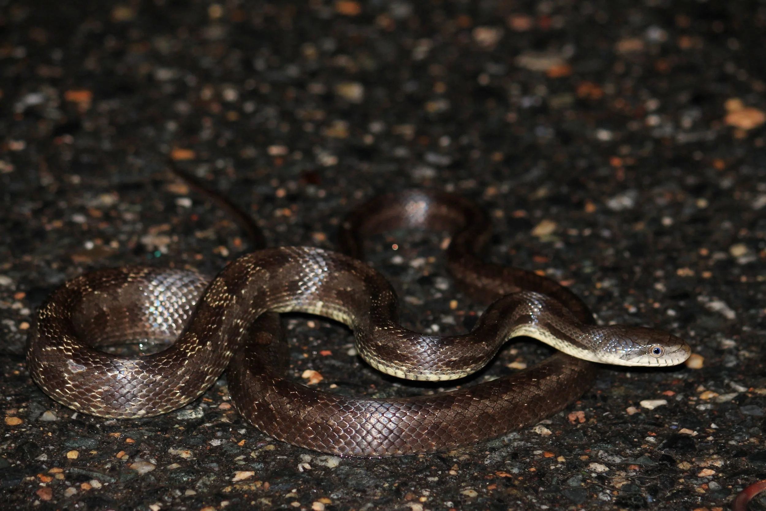 Black Ratsnake - This snake shot out in front of me after midnight in the pouring rain somewhere in Virginia while taking my daughter on her birthday trip. Somehow, I managed to miss it.