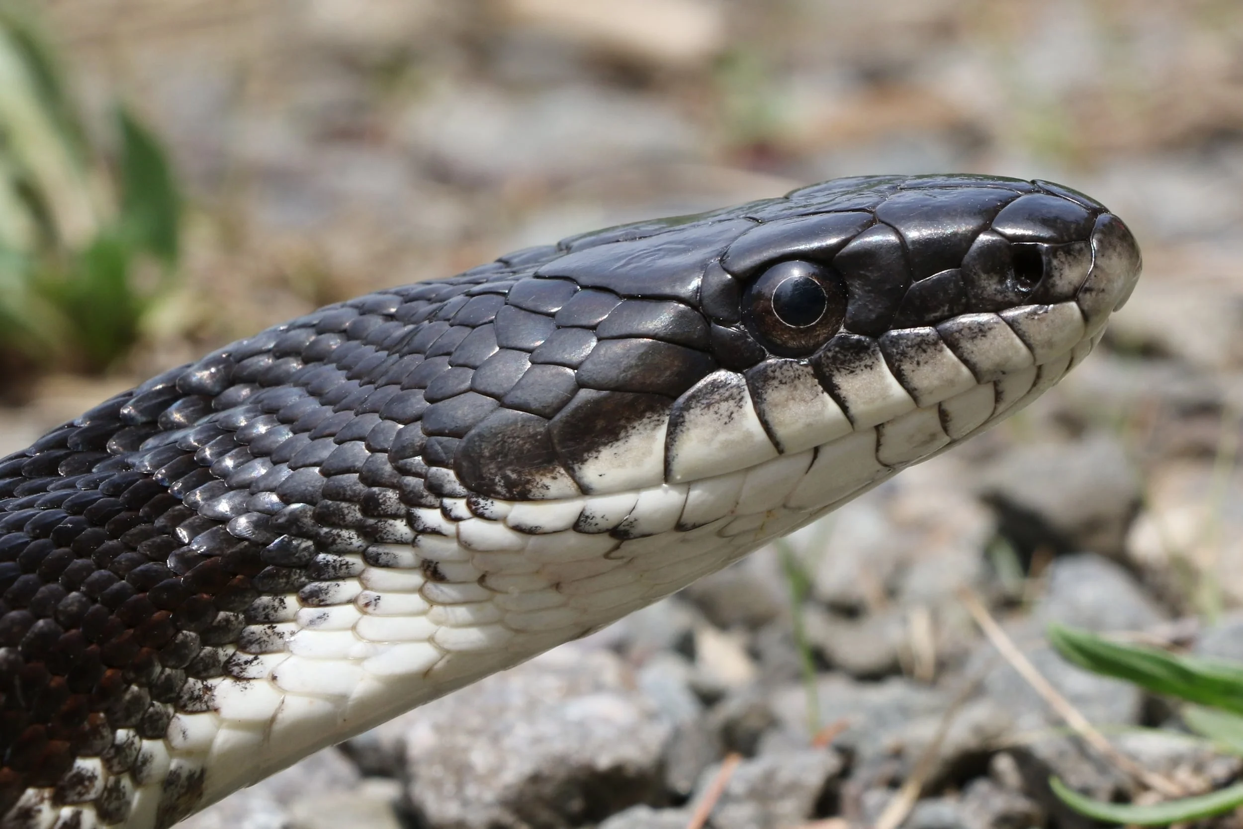 Black Ratsnake - A simple profile shot, showing off some nice detail on a gorgeous serpent.