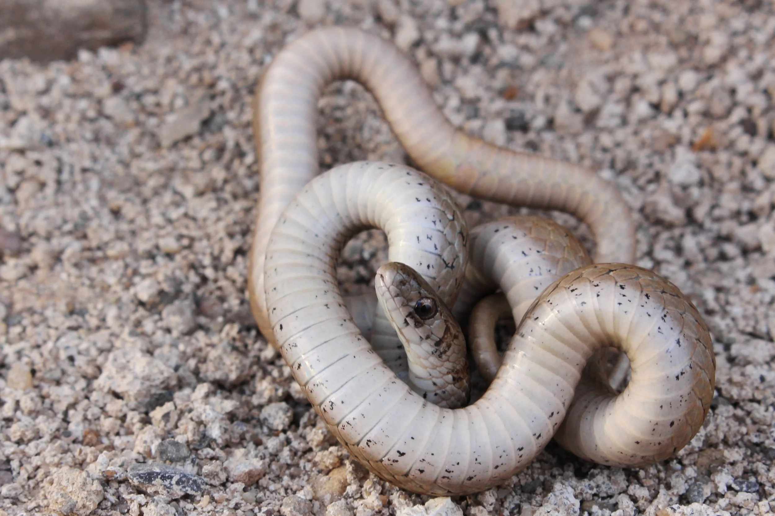 Northern Brownsnake - I can see a bunch of these (or dozens) per year if I hit the right spots. Somehow I managed to only take this awkward shot (other than vouchers) all year.