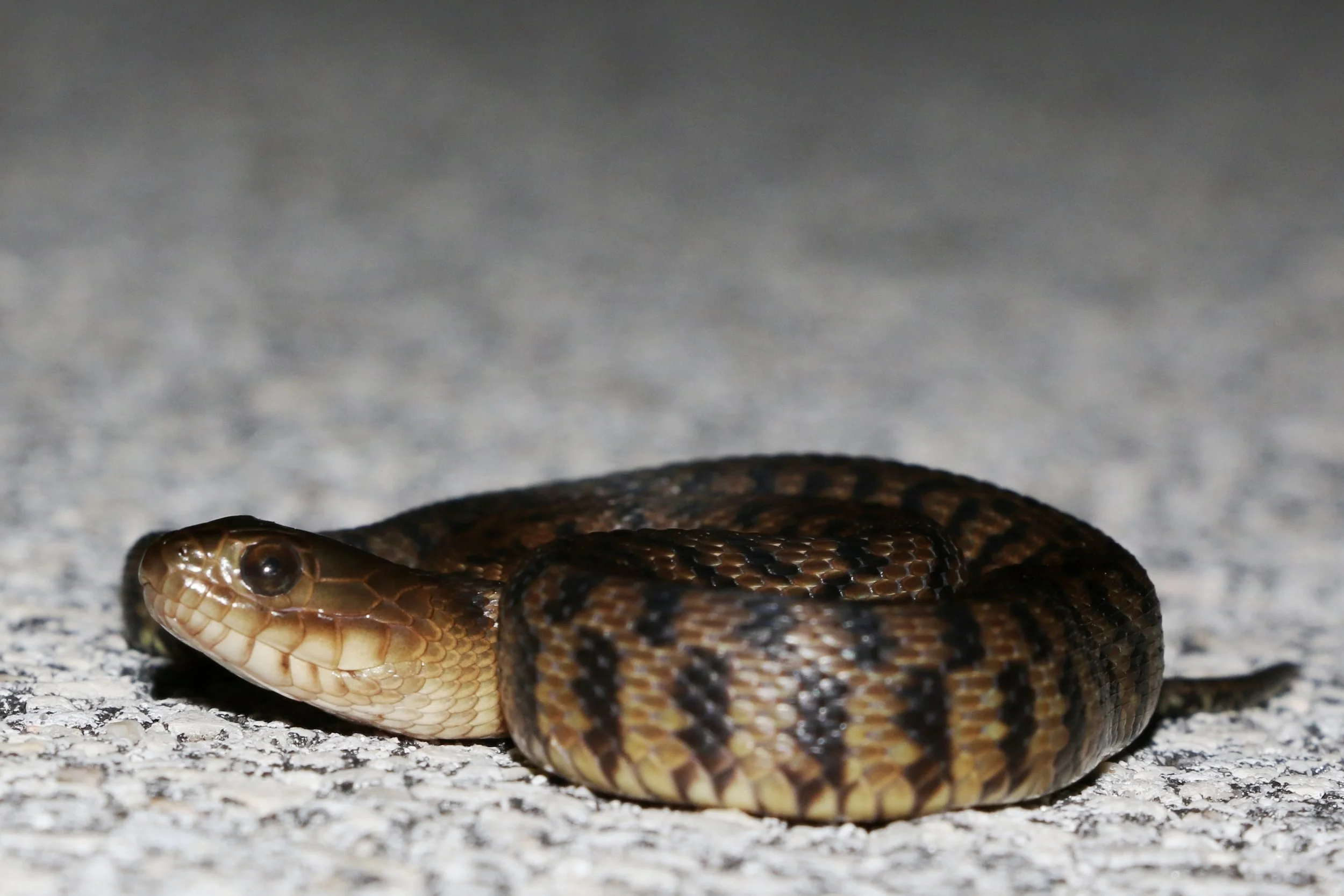 Florida Green Watersnake - I turned up one young one during the trip. This is a neat looking nerodia and I hope to find a larger individual during my next trip.