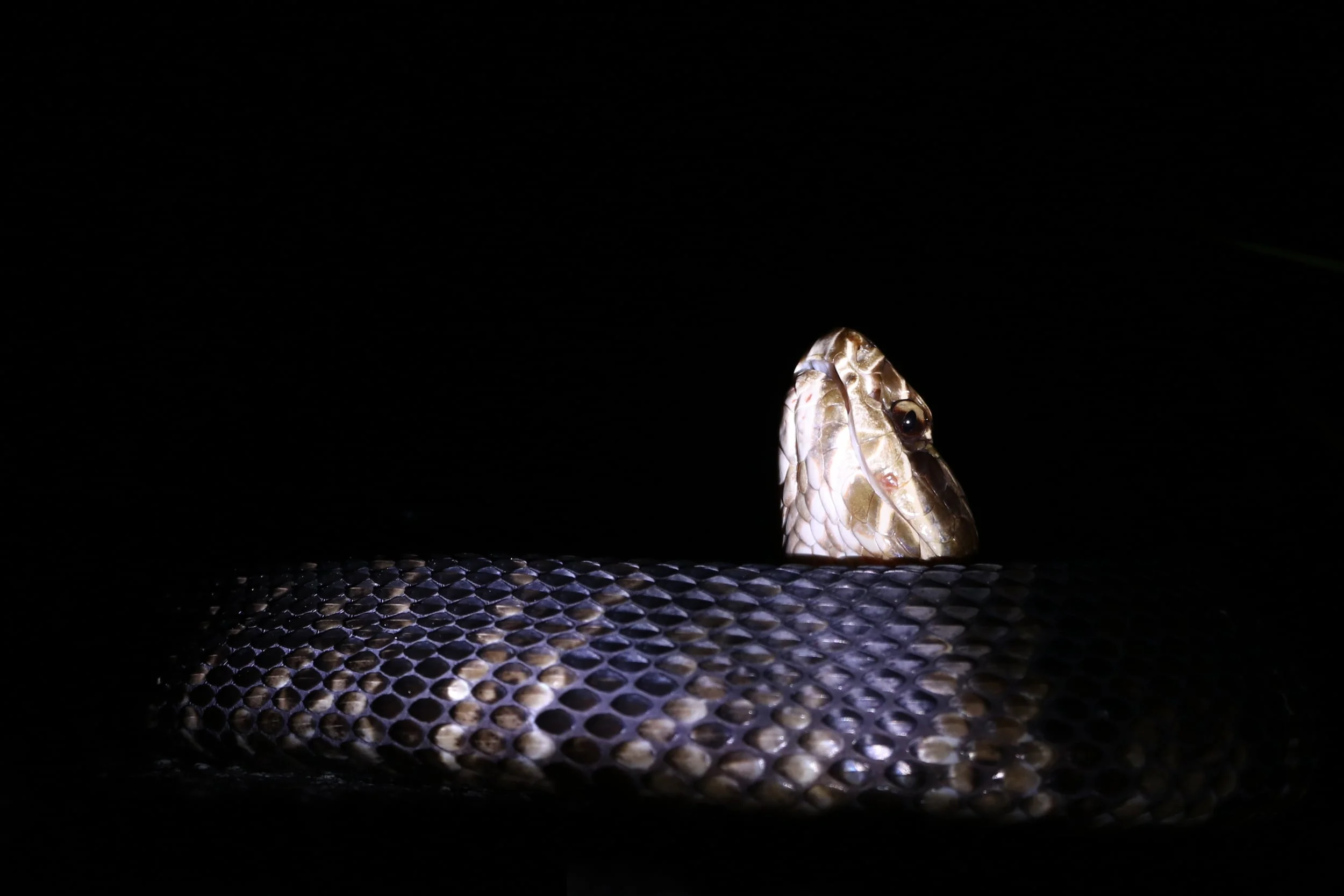 Florida Cottonmouth - This big guy was found at night while roadcruising through South Florida. I love cottonmouths. 