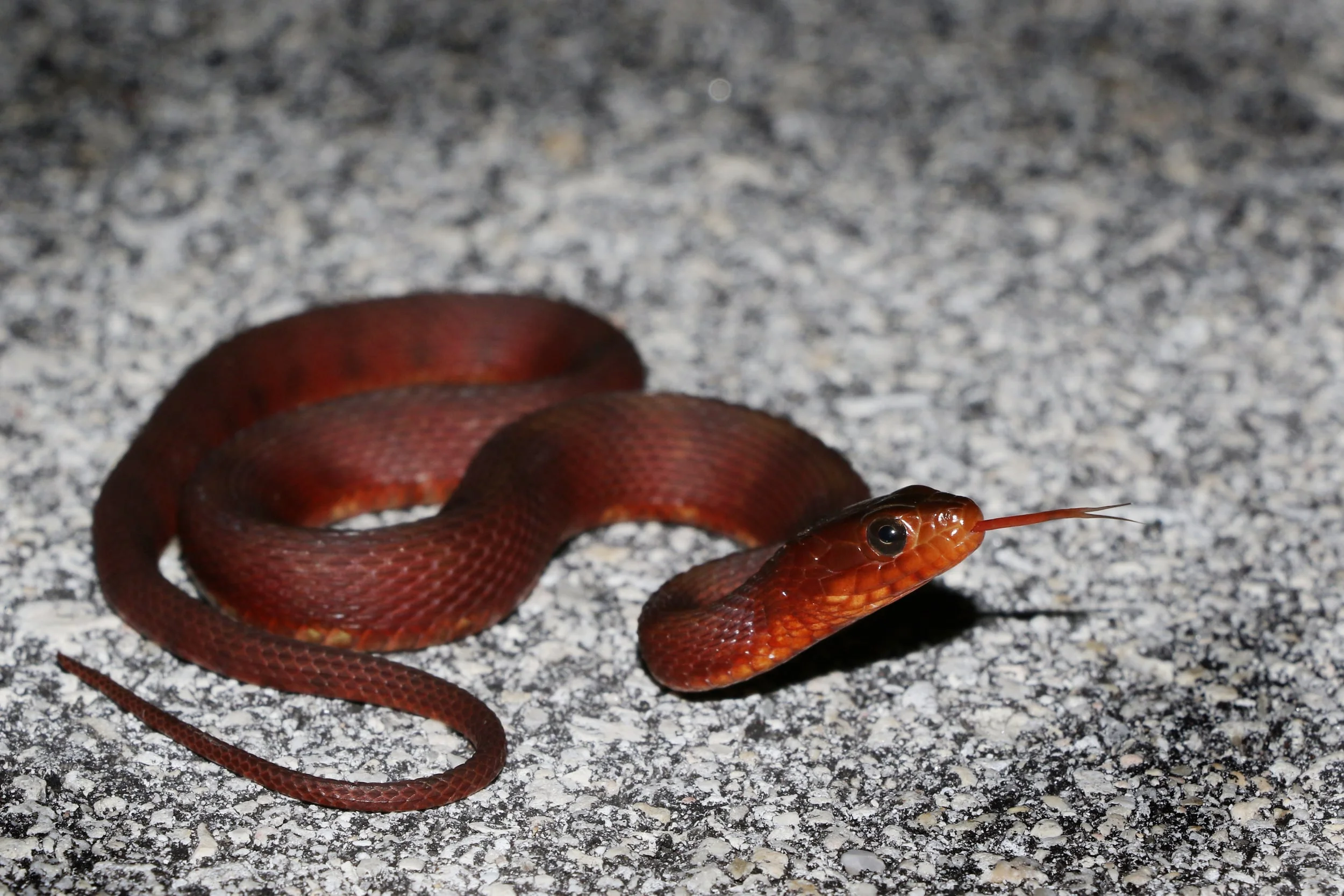 Mangrove Saltmarsh Snake - These can variable and stunning.