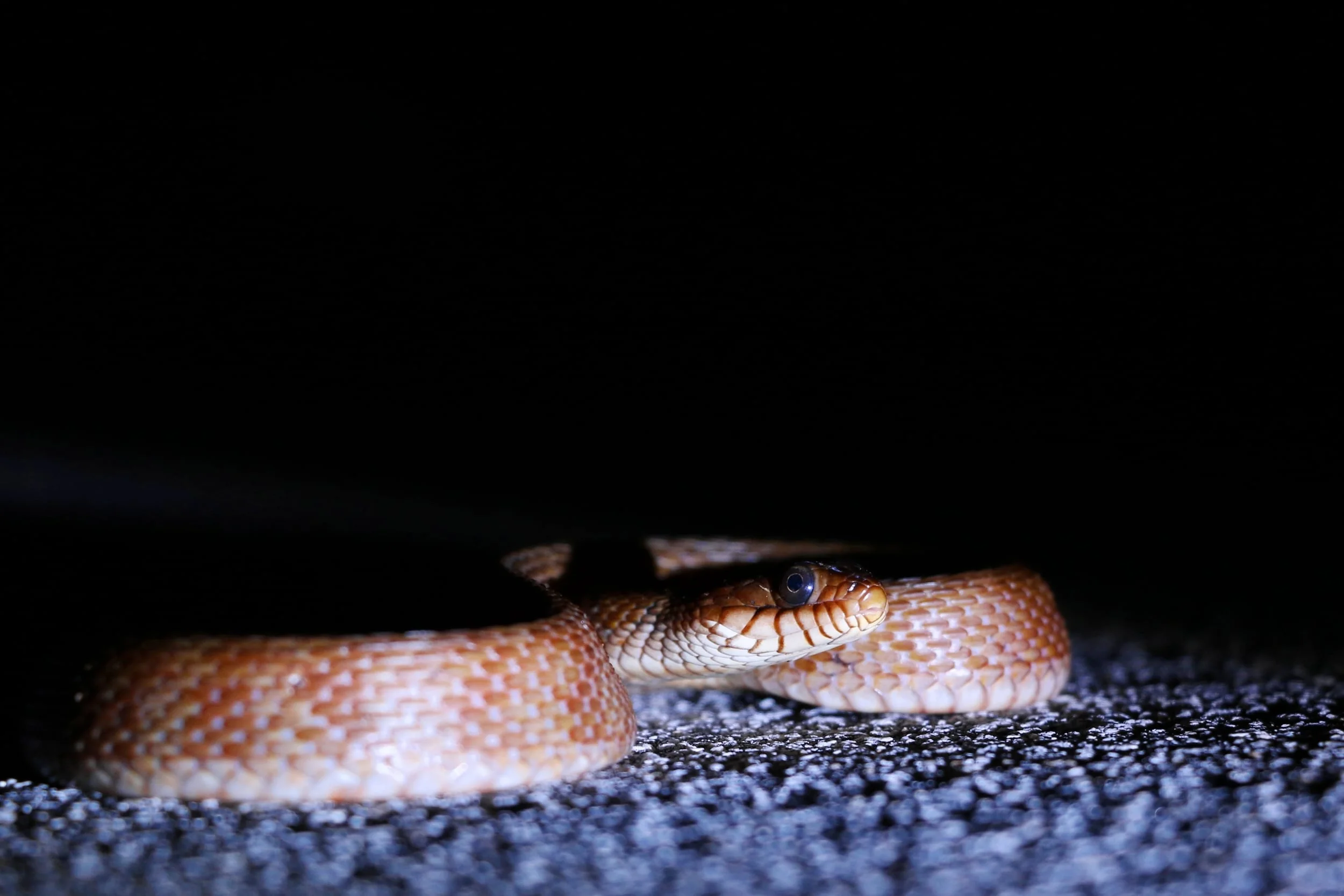 Mangrove Saltmarsh Snake - Here was a different colored individual. I regret not getting better photos of others.