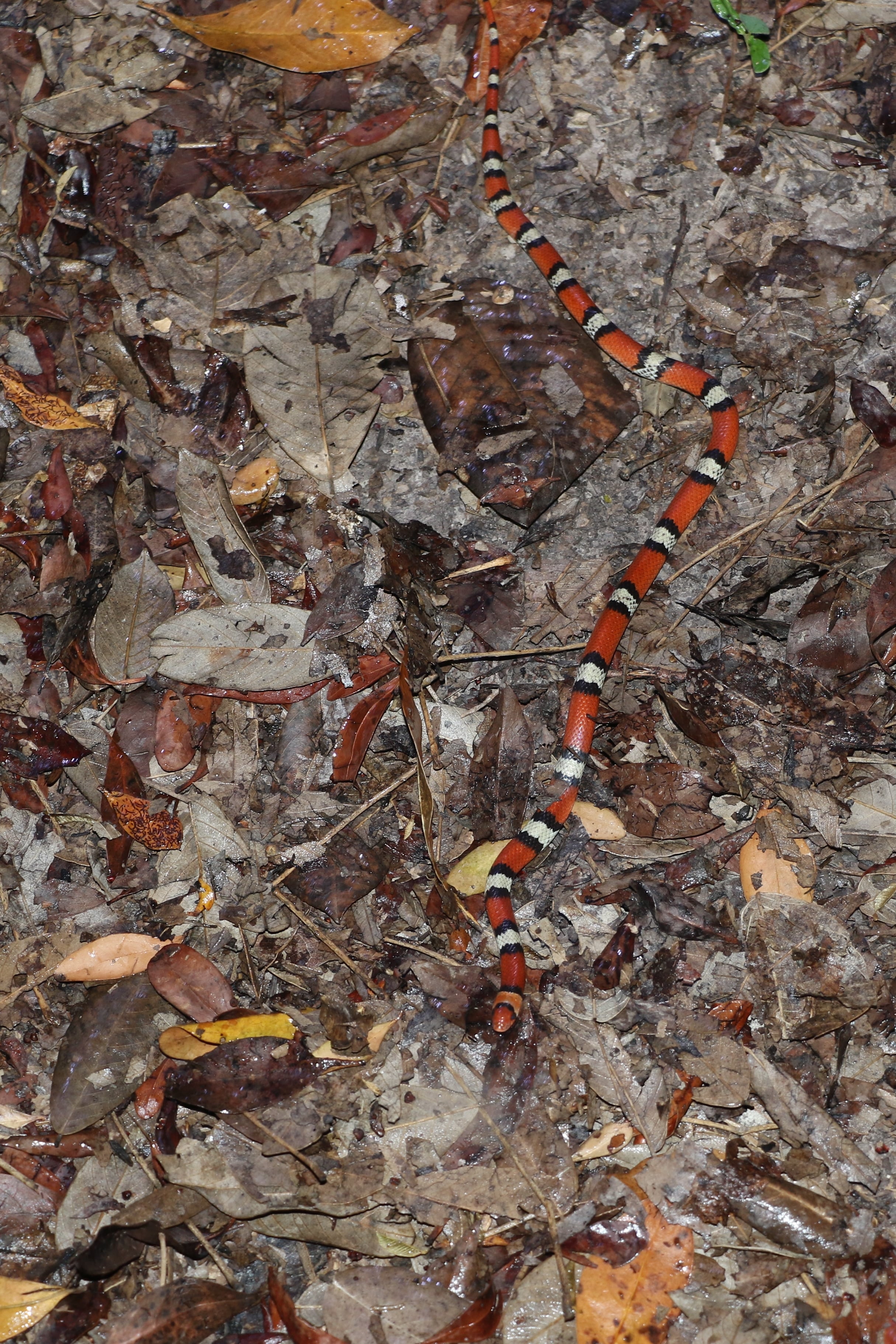Florida Scarletsnake - One of the coolest experiences of the trip was night-hiking these in a mosquito-infested trail with a good friend. Shining and seeing a flash of color among the vegetation is an adrenaline rush like no other.