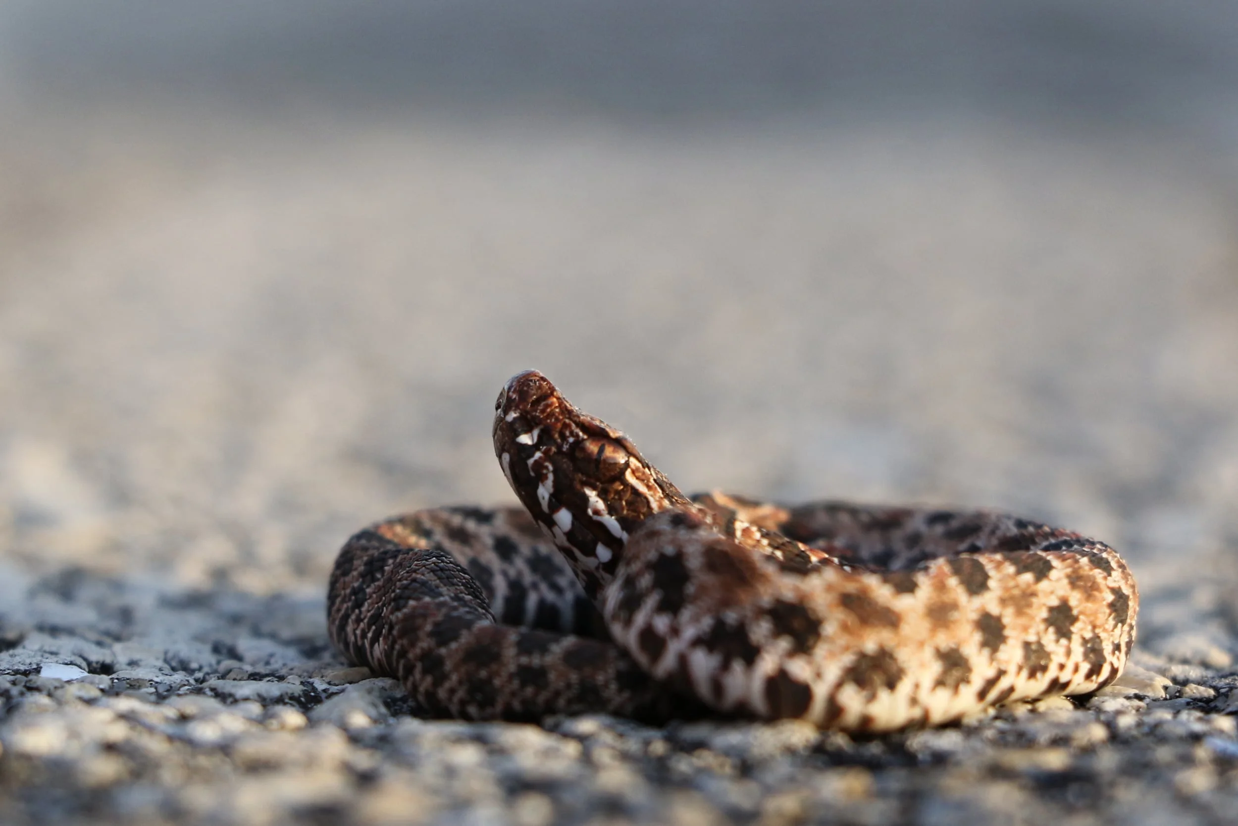 Dusky Pigmy Rattlesnake - We walked canals for these in some agricultural areas to no avail, but luckily we cruised one late in the day. This was the size of a 50-cent piece curled up.