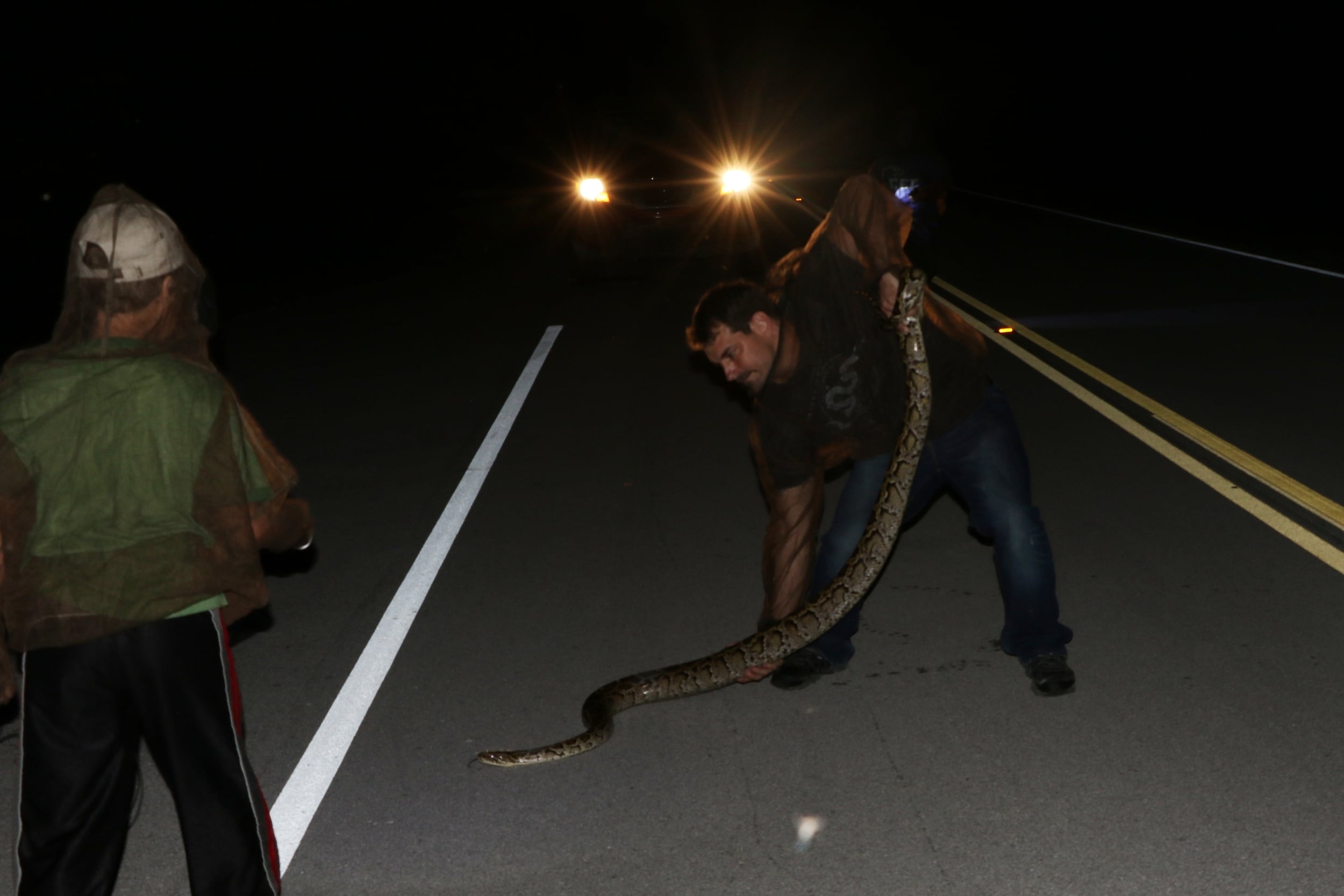 Burmese Python - That's me with the snake for size reference. While this may be blasphemous, I'm just going to say it. This was the funnest snake of the year. We cruised it half onto the road. We looked in disbelief as I slammed on the brakes. The snake doubled back into the vegetation. I ran after it and grabbed it. I wrestled it out of the tangles and the thing turned and bit me on the leg. I didn't feel pain, but I felt it. It struck a few more times before it settled down. Later, my leg had bled through my jeans. The natural high hid any inkling of a bite. In the end, it was no big deal, but like I said - it was FUN.