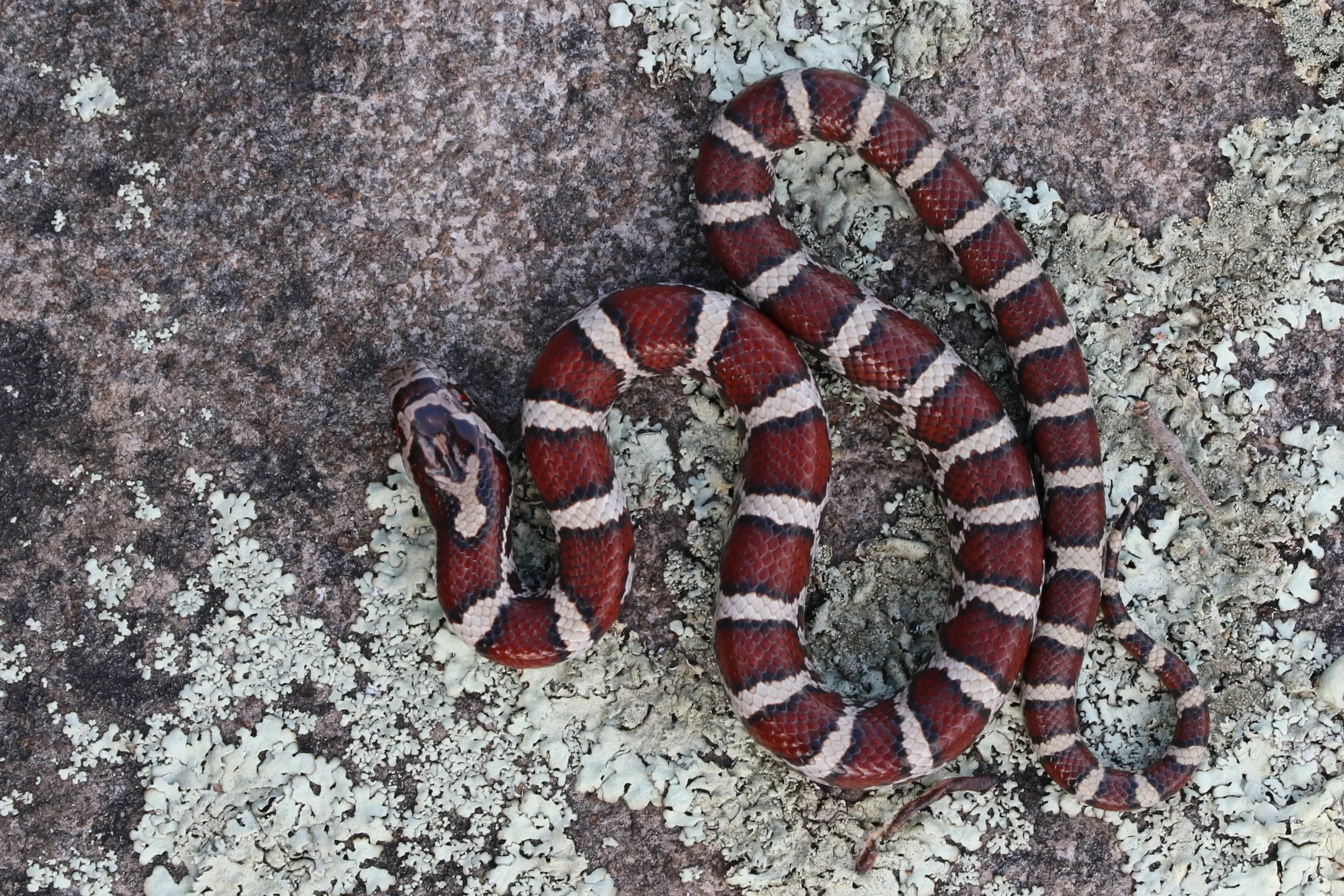 Eastern Milksnake - This was the first milk I found of the year. This was a weird year for me. I usually obsess over milks, but i really slacked on my Easterns.