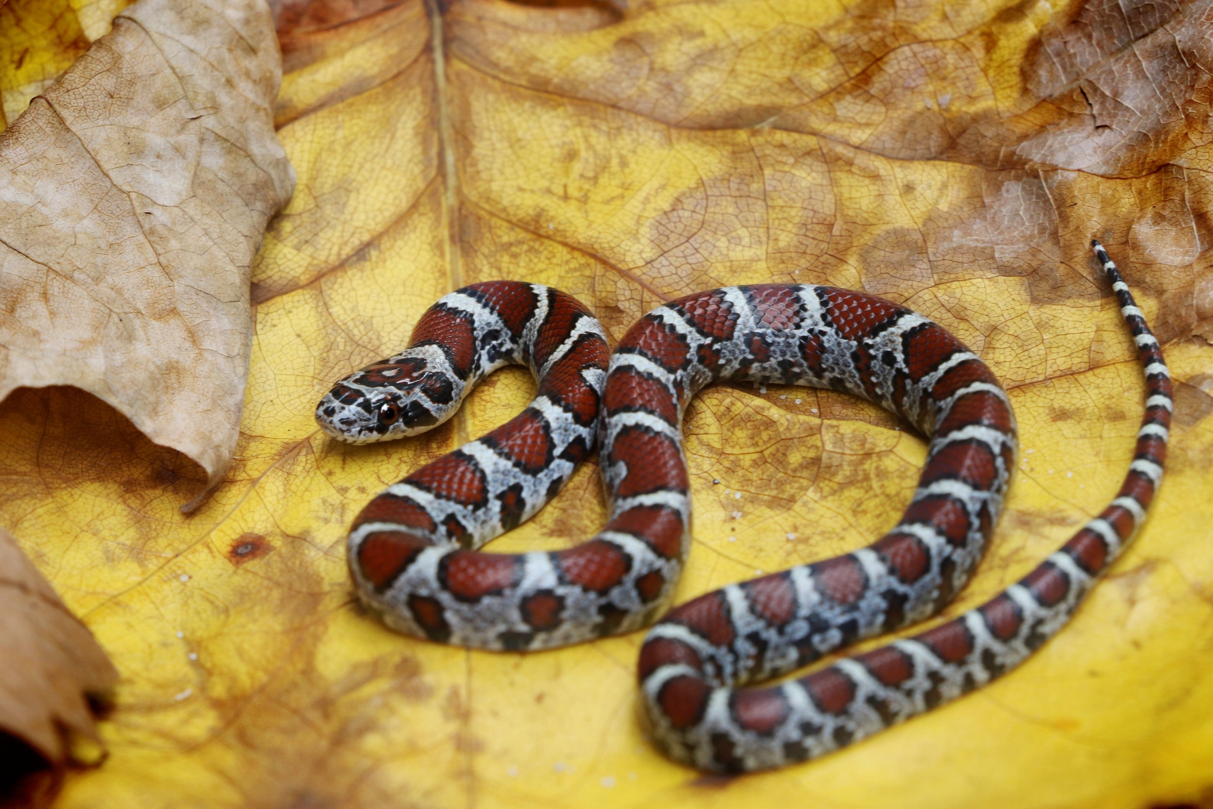 Eastern Milksnake - This was my last milk of the year.