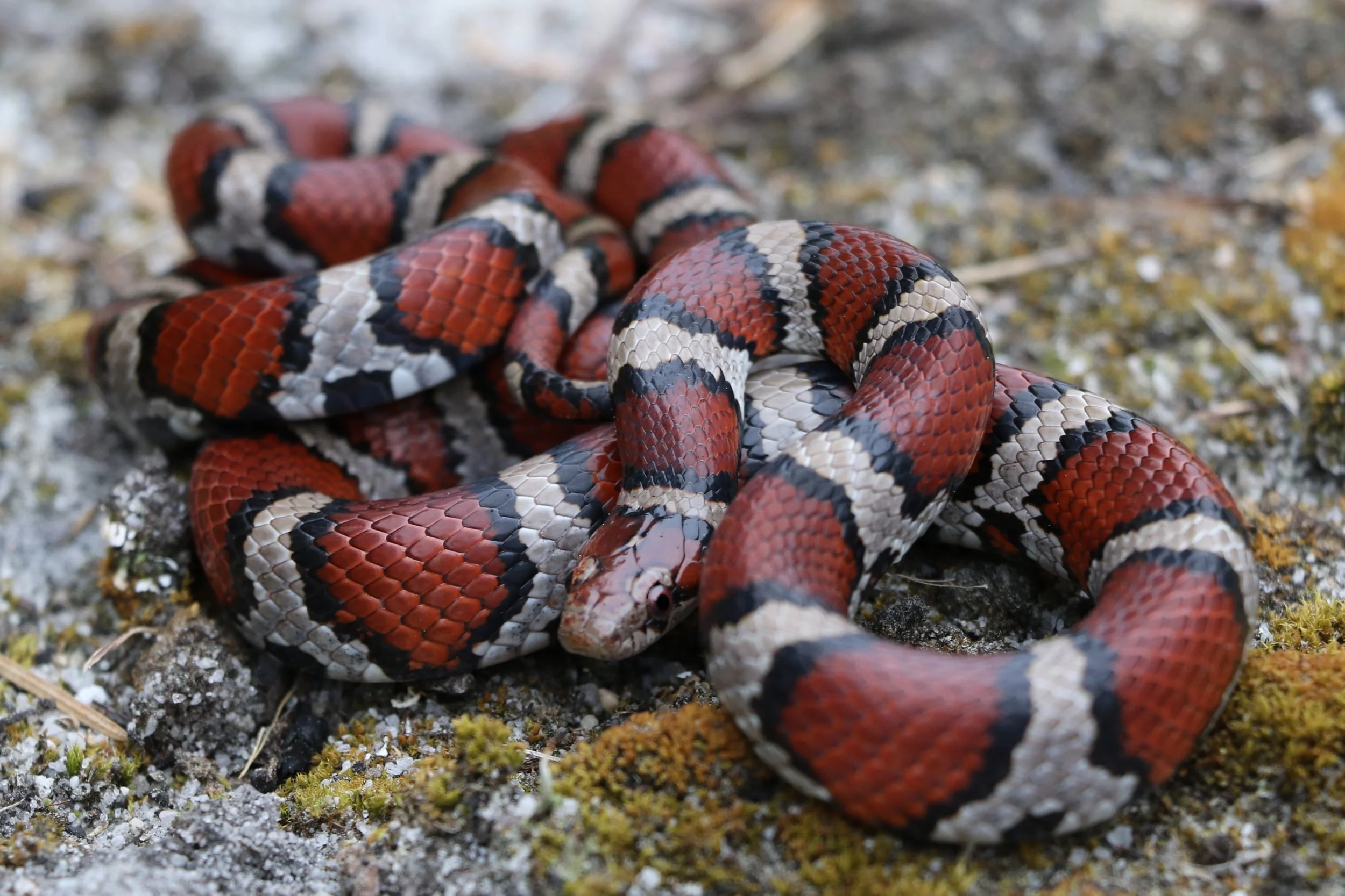 Coastal Plains Milksnake - My good friend hung out with this until I could catch up and photograph it. This is a classic looking coastal in my opinion.