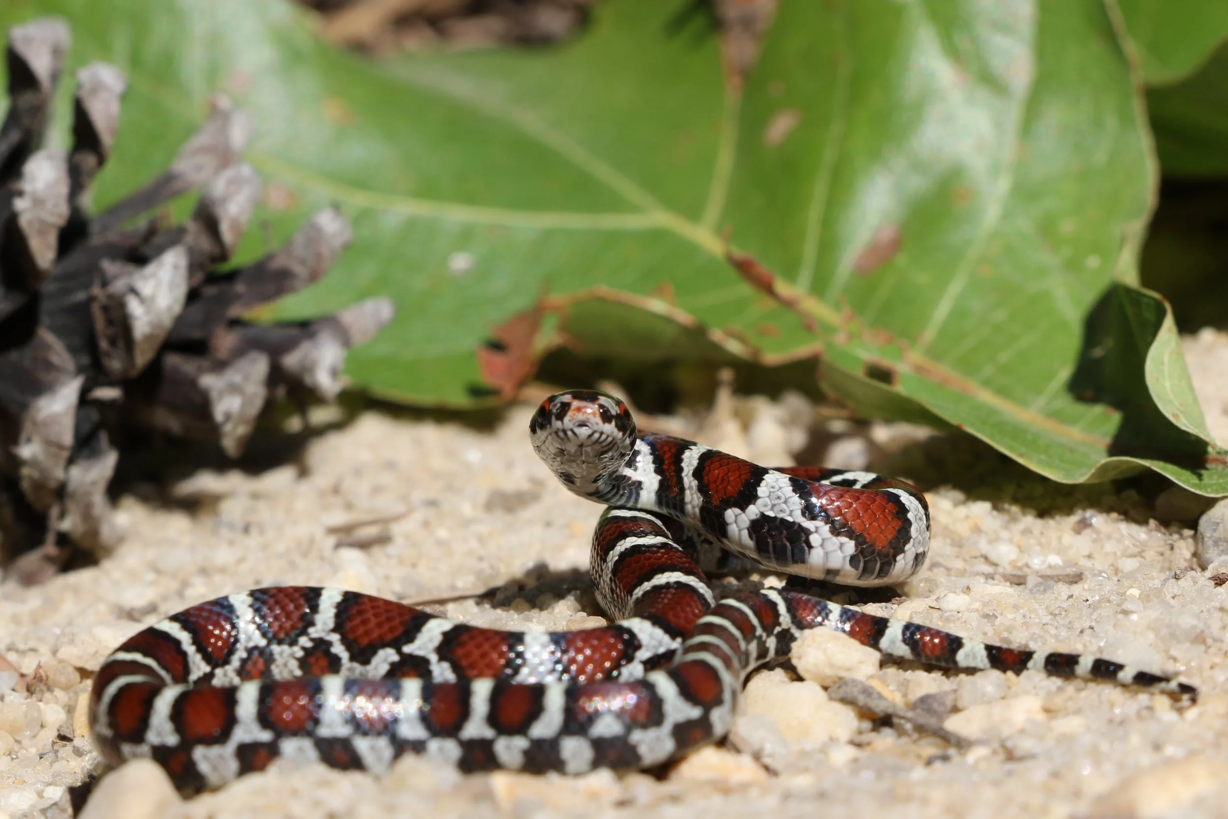 Coastal Plains Milksnake - I actually hiked up this hatchling at a spot I have been to a million times before. This was the first milk I've ever seen there.