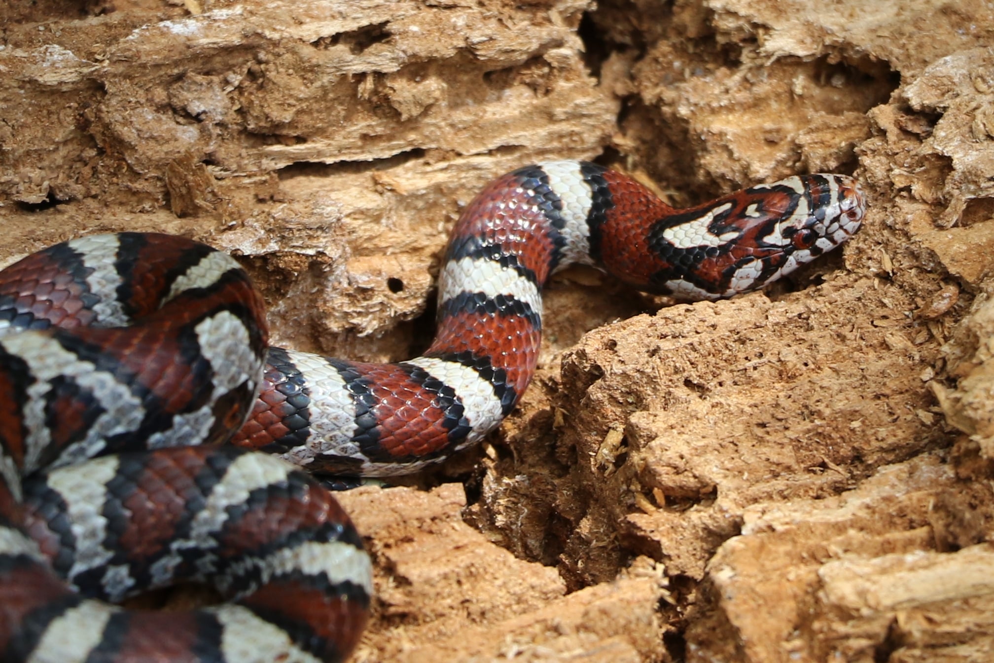 Coastal Plains Milksnake - From a group trip... this snake was found in a rotten log.