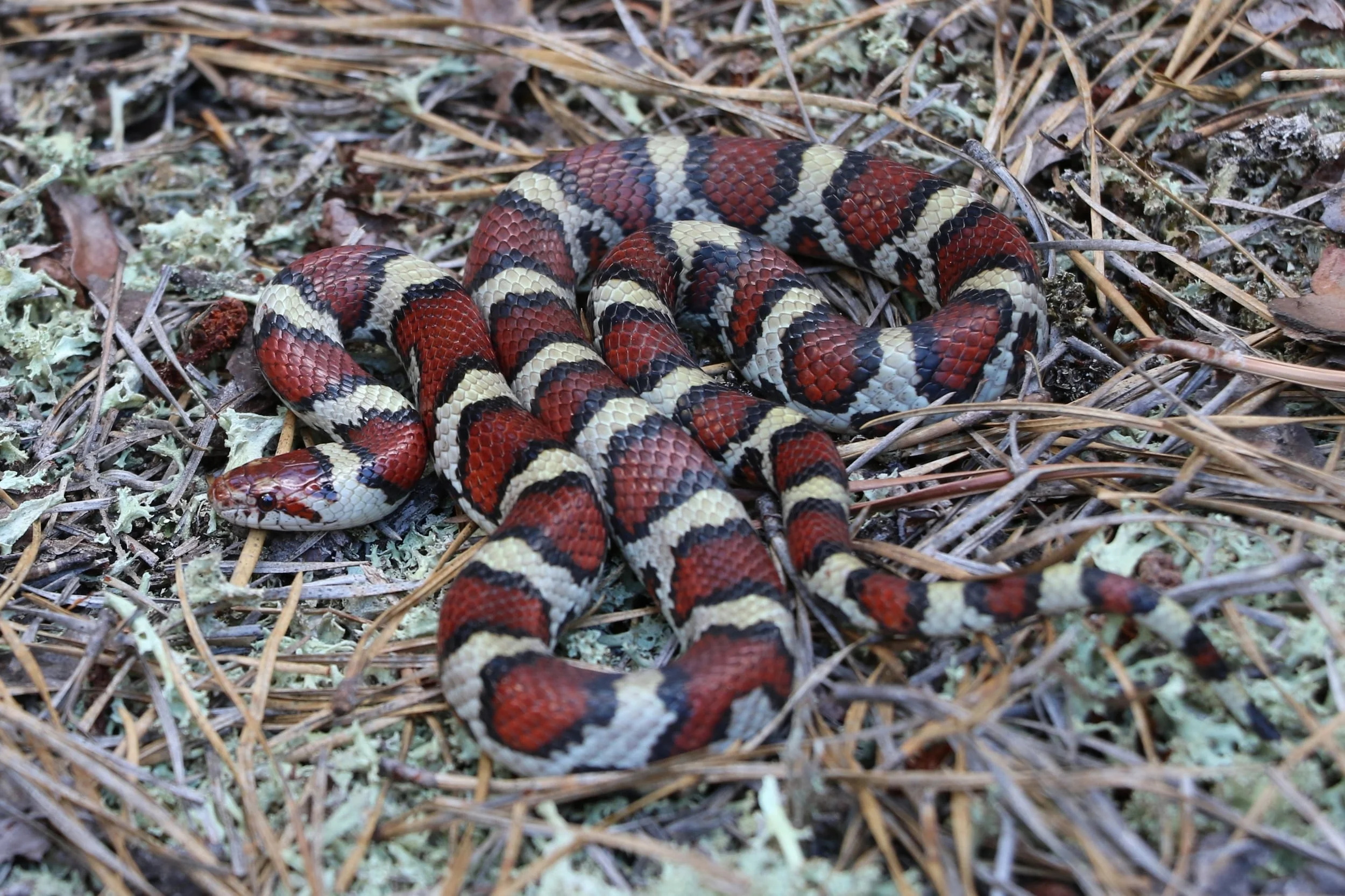 Coastal Plains Milksnake - From the same group trip... this awesome snake was found in a small shingle pile.