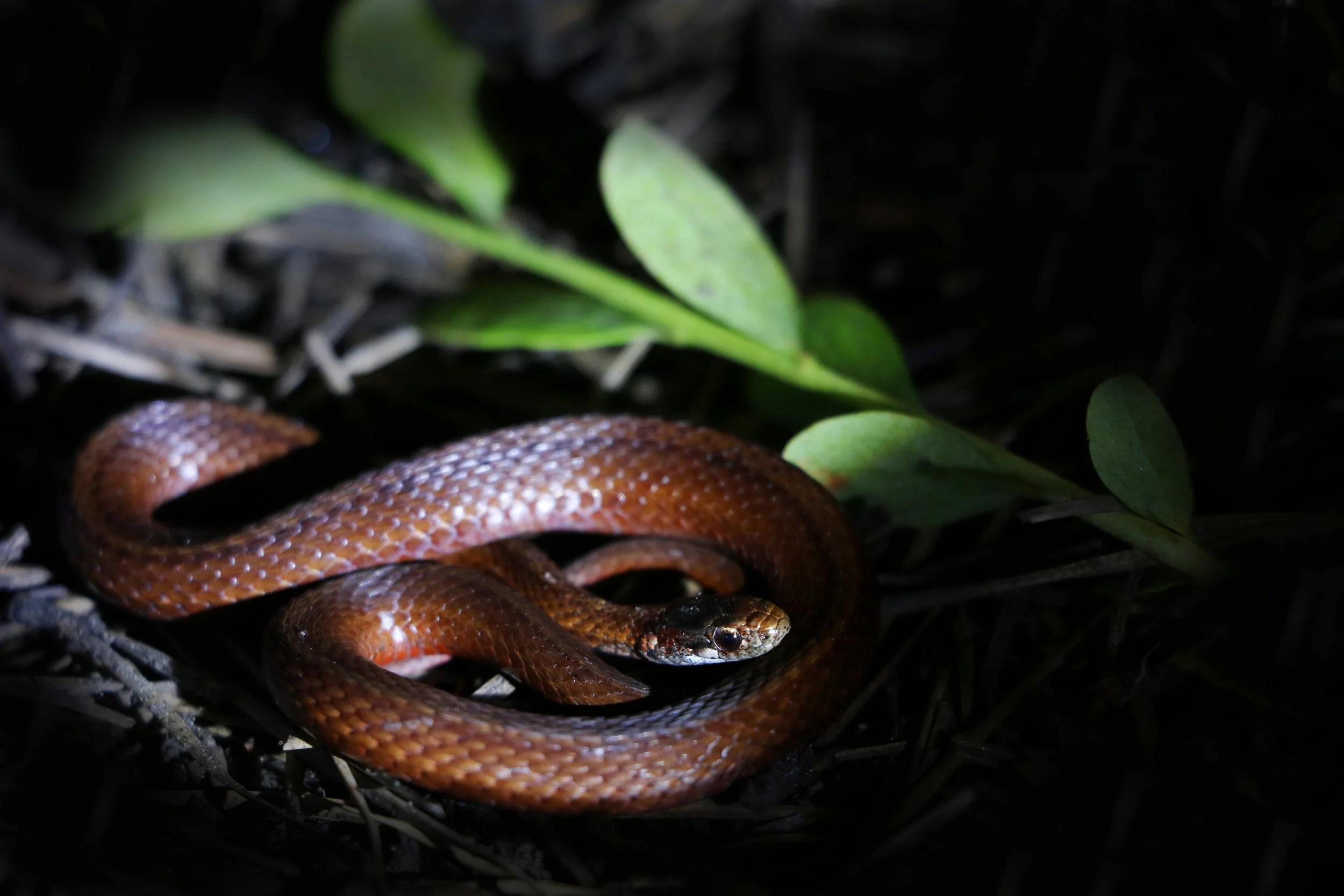 Northern Red-bellied Snake - I added this to my list of snakes night cruised in the barrens.