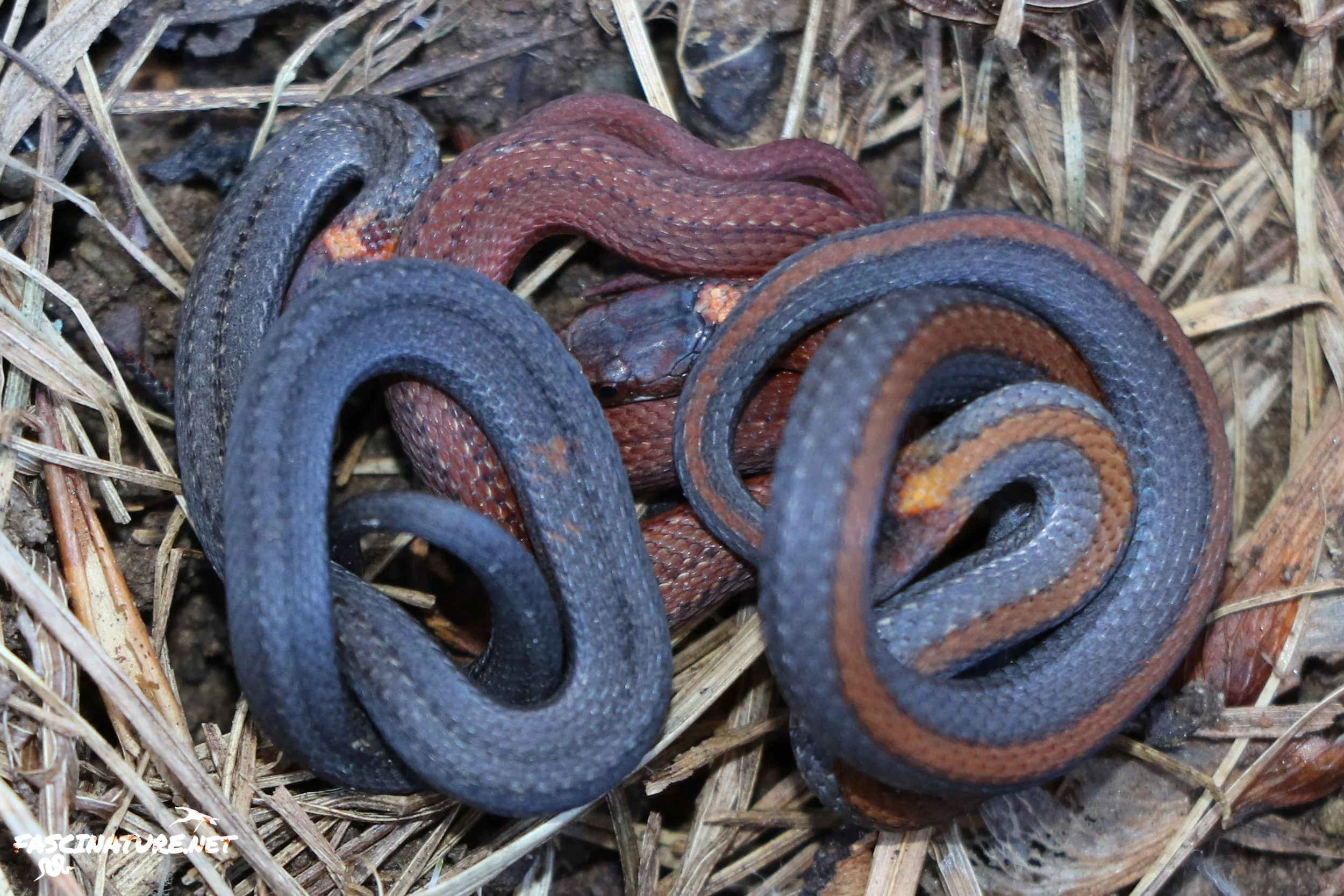 Northern Red-bellied Snake - As I said... plentiful. This shot of three different variations was "as flipped" all under one rock.