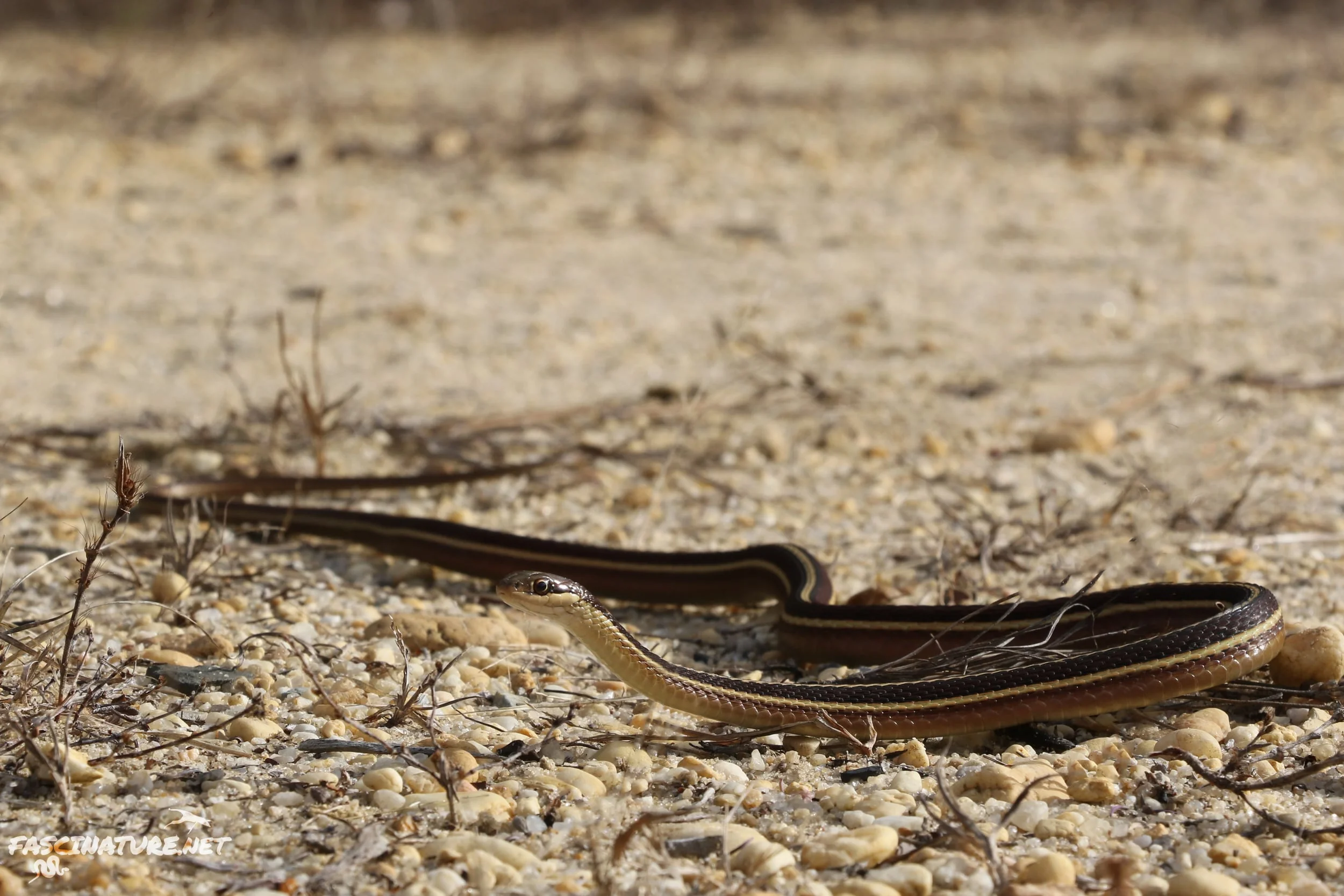 Eastern Ribbonsnake - I only found two of these all year... both in the same spot. This individual was crossing a path on November 17th at 53 degrees.