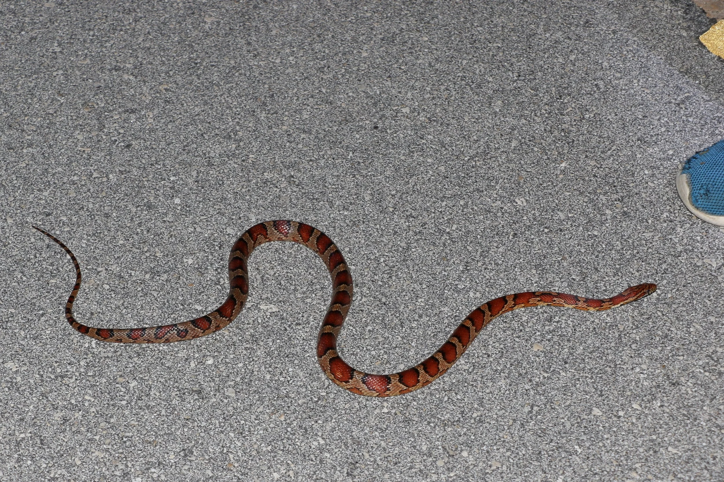 Red Cornsnake - This nice adult was cruised in the ENP and he was booking. We couldn't get a good photo of it, but I wanted to include it.