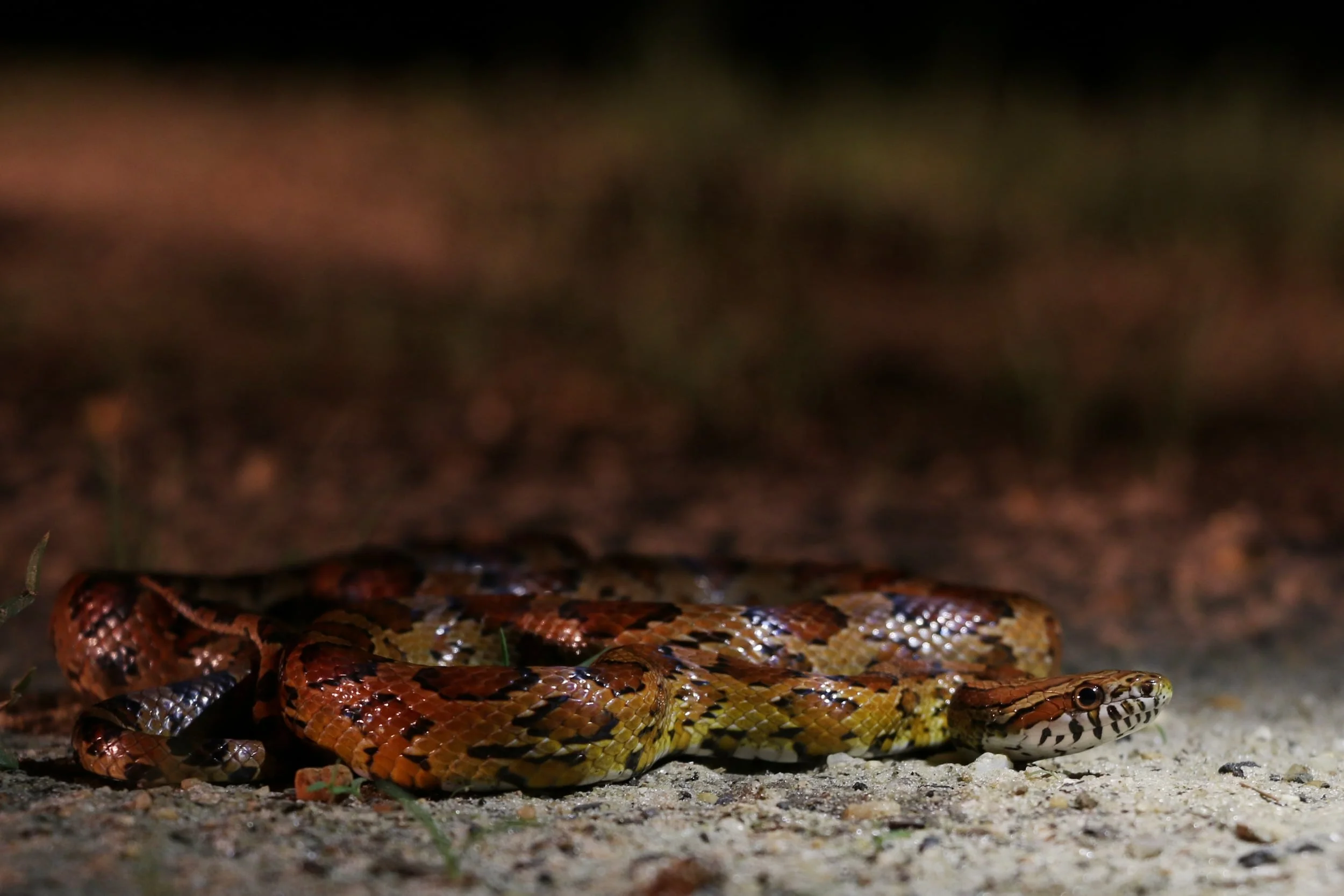 Red Cornsnake - Endangered in NJ... I find these with consistency by road cruising at night. I have now found them on three different roads!