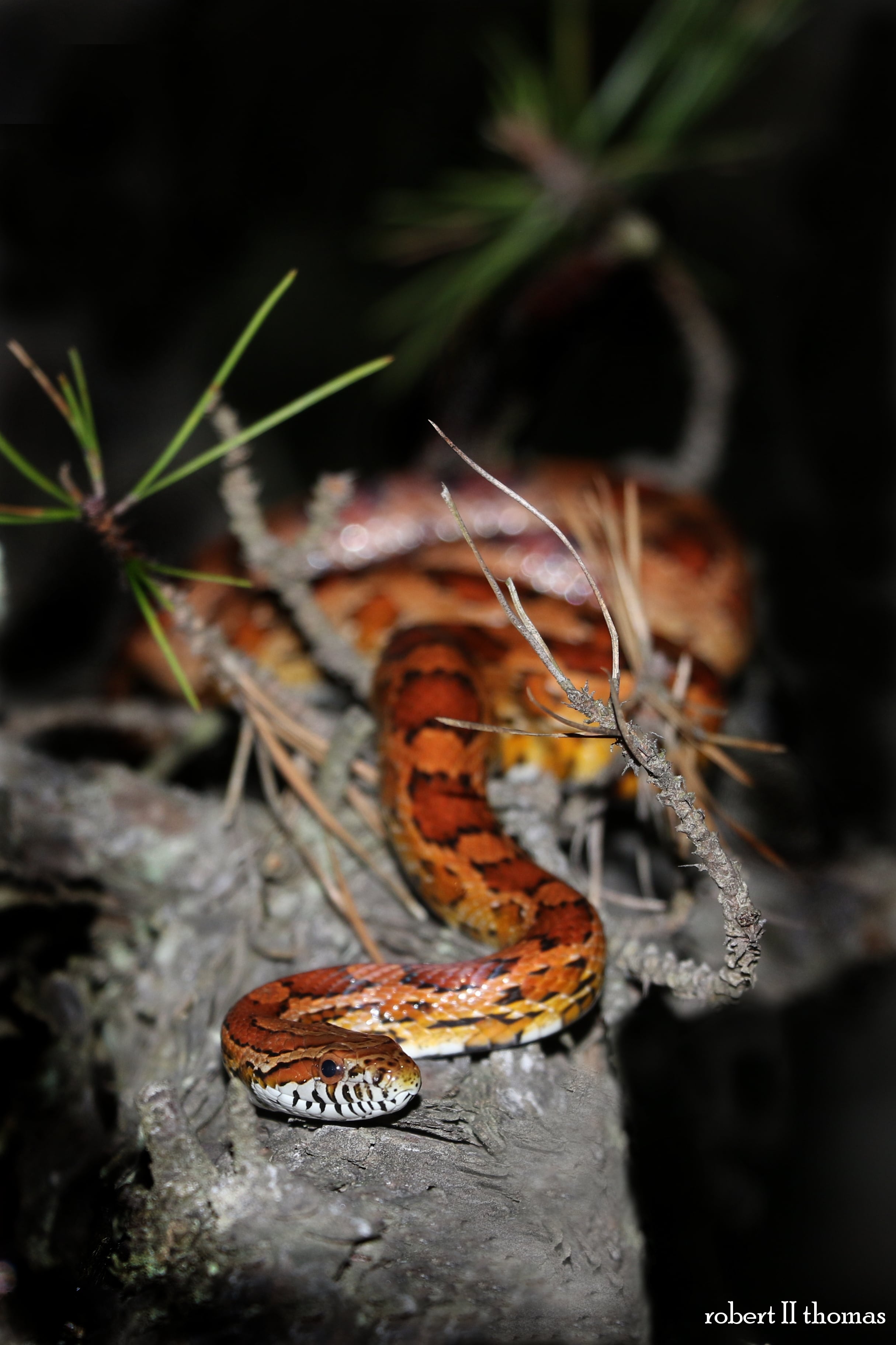 Red Cornsnake - I promise they won't all be at night.