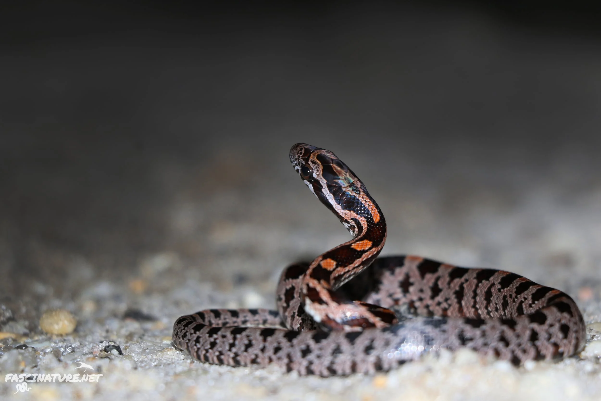 Red Cornsnake - Ok, last one I promise, but his guy was cruised at 57 degrees! I beat that record with a 53 degree cruise a week later, but there were a couple snakes on the road so I didn't get great pictures of that one.