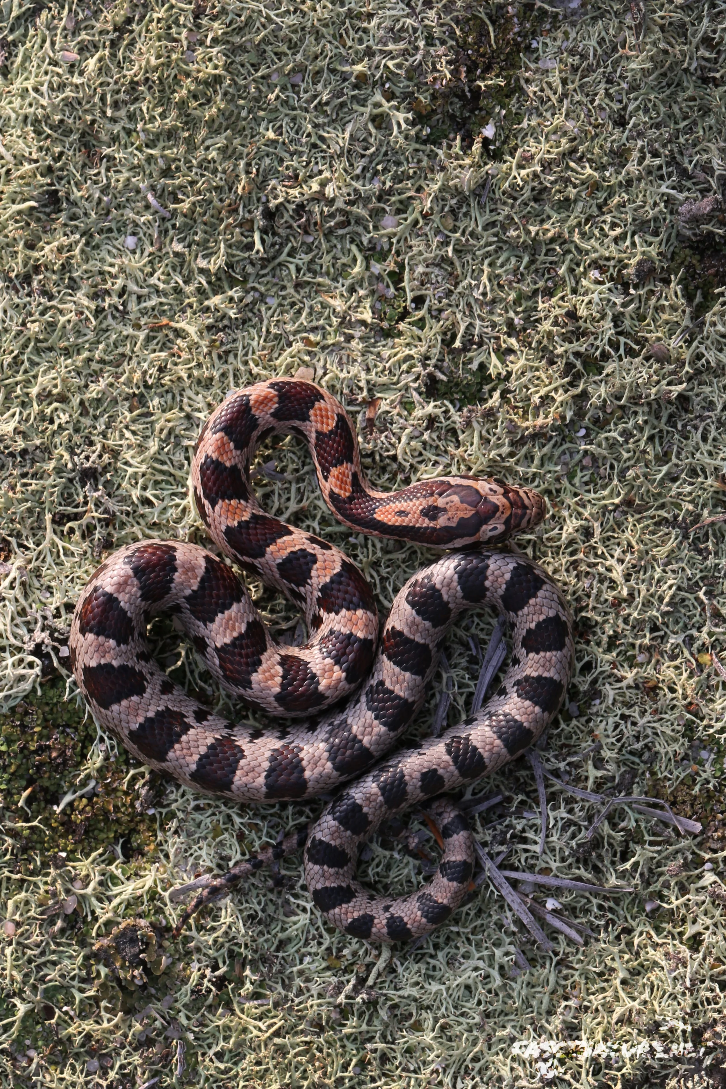 Red Cornsnake - This is one of two small corns flipped next to a den in December. Very exciting!