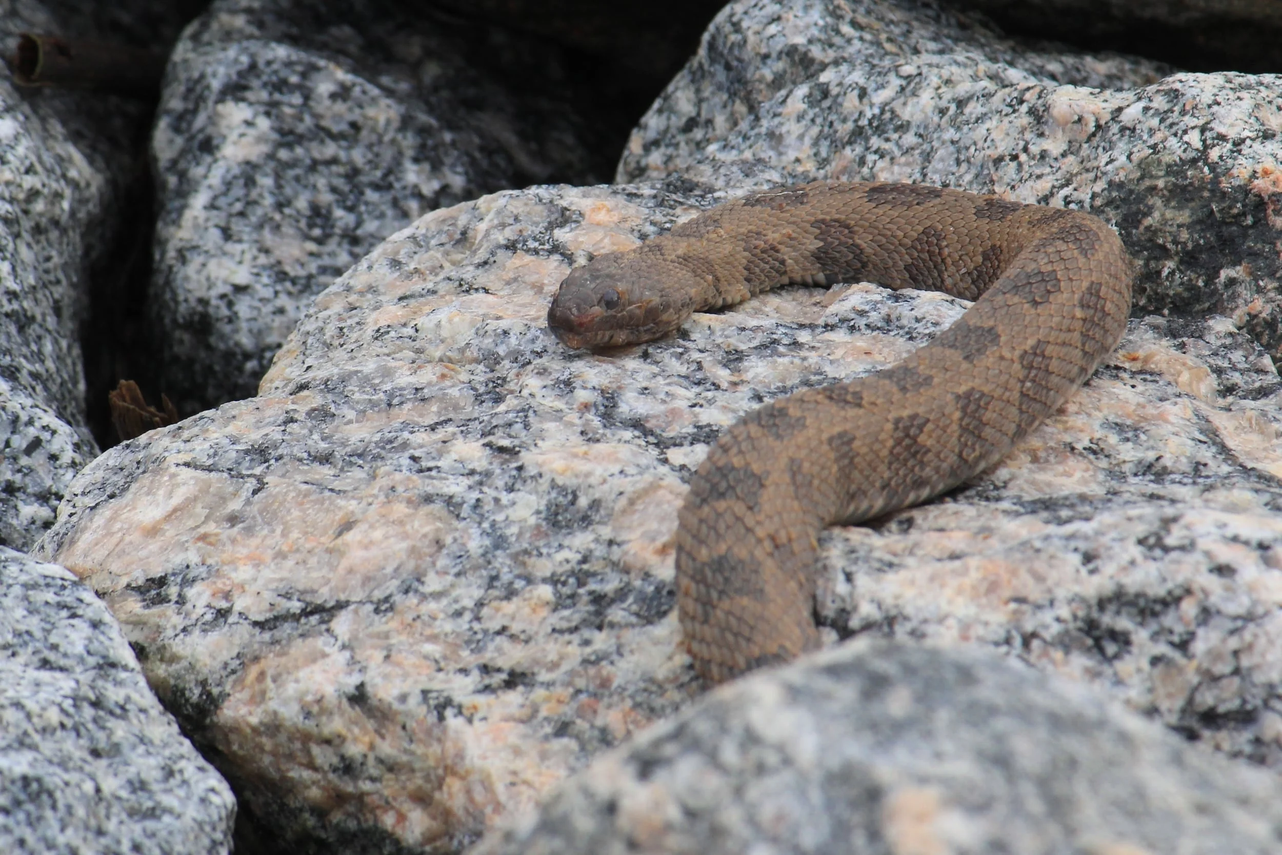 Brown Watersnake - This was actually my lifer and although beat up, deserves a spot in the review. We saw maybe a dozen hanging out on branches that day.