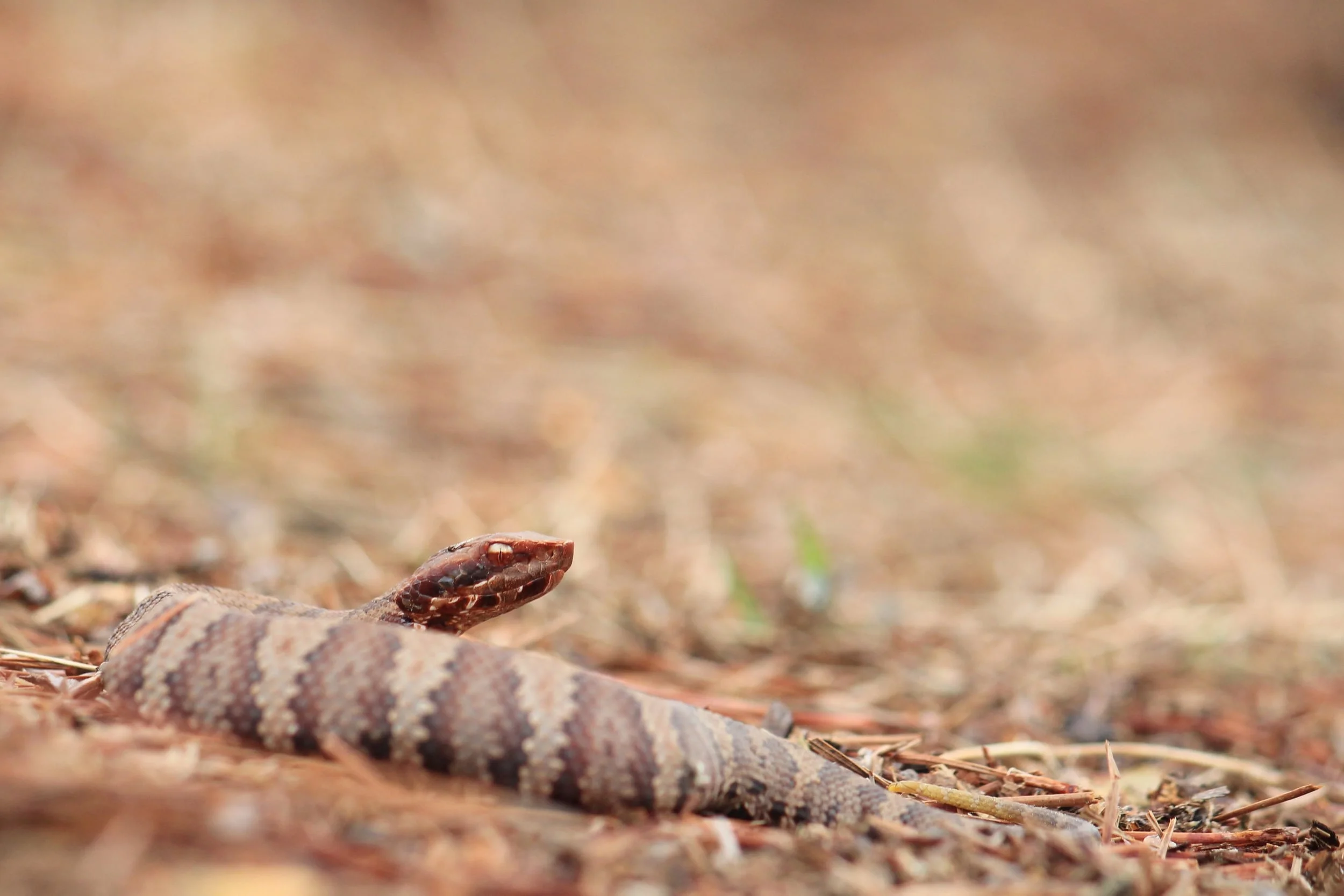 Eastern Cottonmouth - Another juvenile. The only two adults I saw both got away from me, and I'm not in the business of grabbing such a potent snake by the tail.