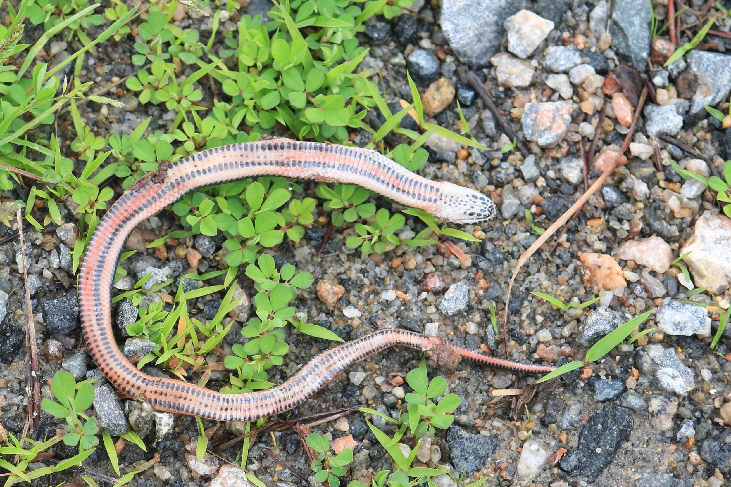 Common Rainbow Snake - One of the most sought out snakes around, I was heartbroken to walk up this dead juvenile, but...