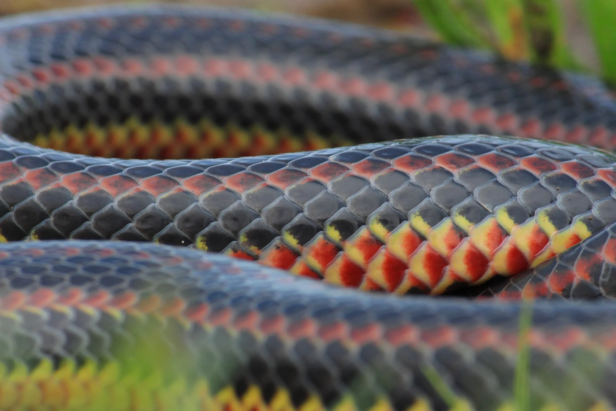 Common Rainbow Snake - My good friend delivered a gem of an adult! Words cannot describe it.