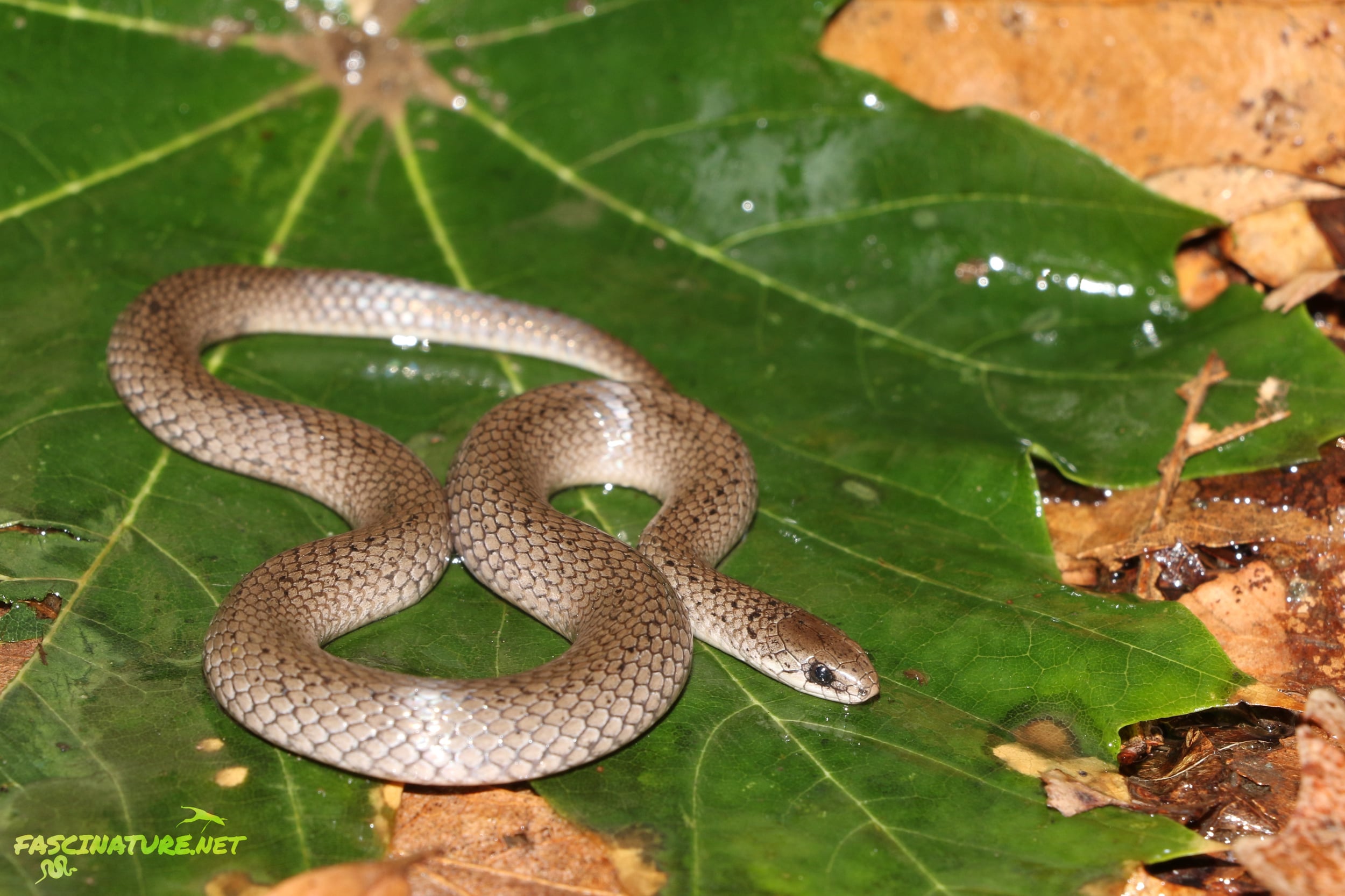 Smooth Earthsnake - I almost missed this species this year, but a late season road cruise in MD produced one hauling ass on the road in the rain. I usually find multiple in Southern MD when I strike out every year on Mole Kingsnakes, but I never tried this year. Myself and a good friend have also flipped one in PA in 2014; that year was the first time they had been found in PA since 1953! ...I only tried once in the region in 2015 and came up empty handed.