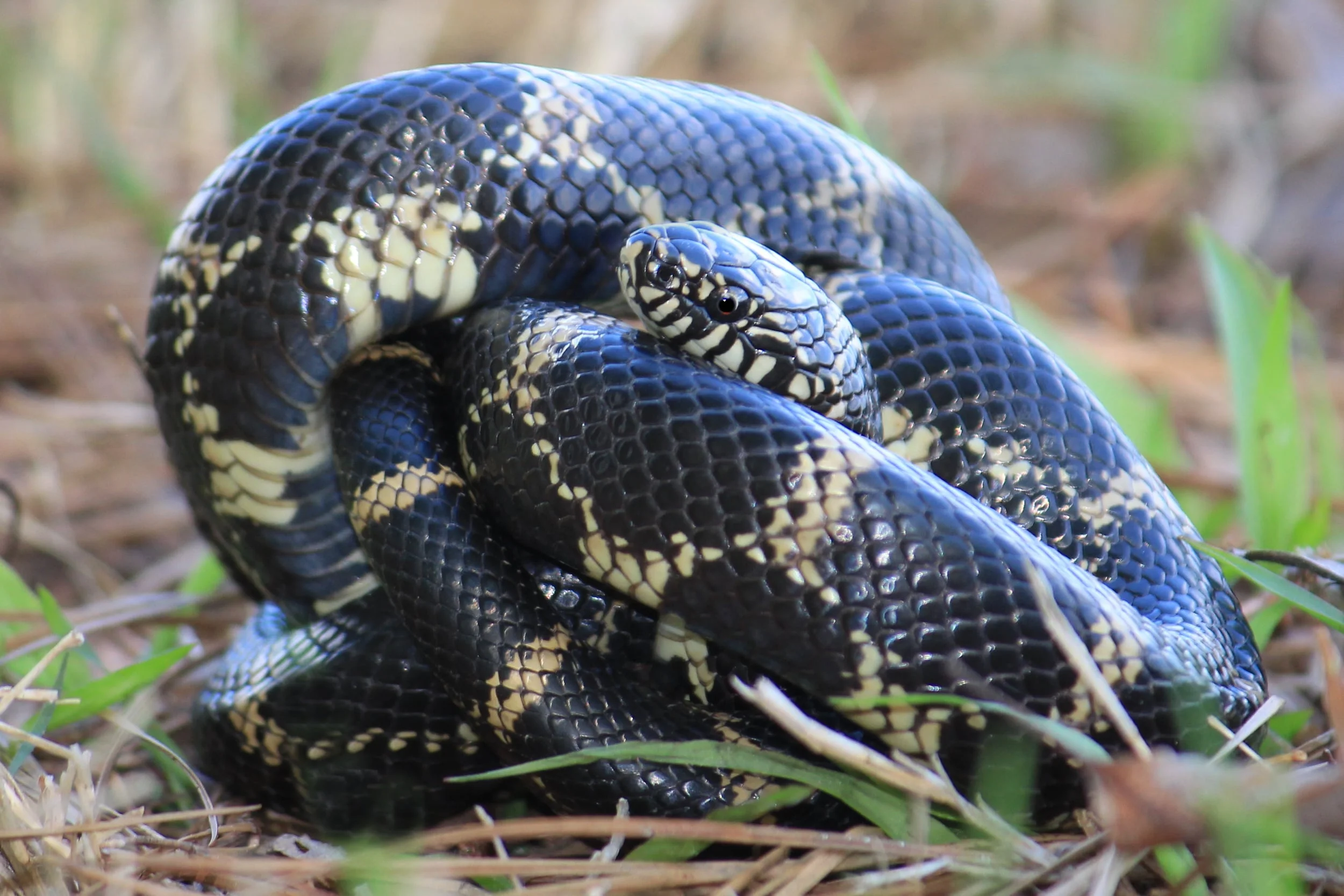 Eastern Kingsnake - This individual was walked up on Lily's trip to VA/NC.