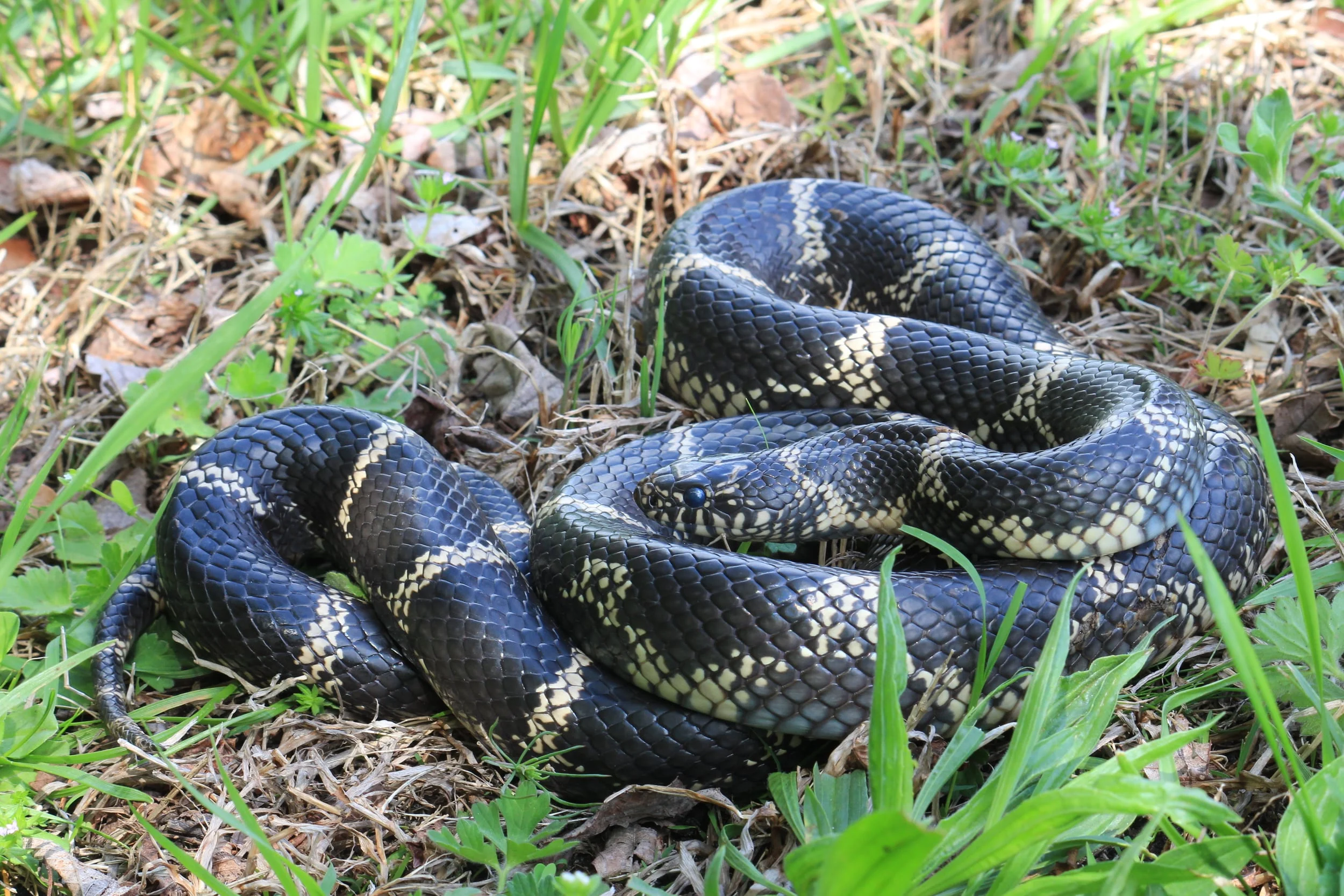 Eastern Kingsnake - This thing was MASSIVE and while we didn't find it, I was there for it being returned into the wild after being used in an educational program for a few days. 