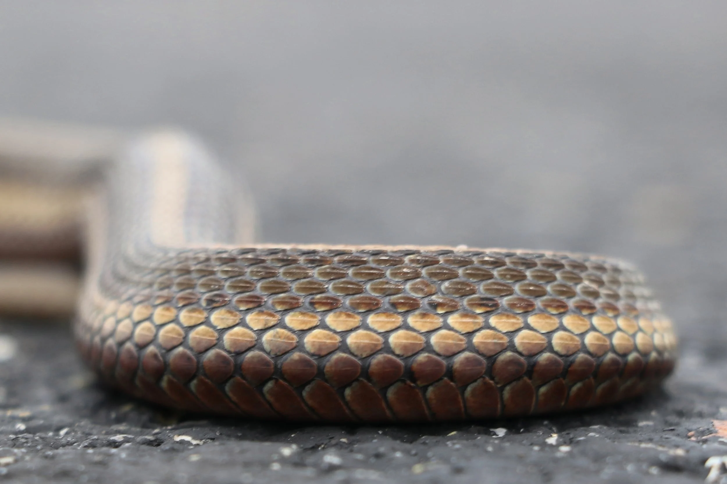 Short-headed Gartersnake - I loved their clean lines and ate up a new species that's range is almost all in Western PA.