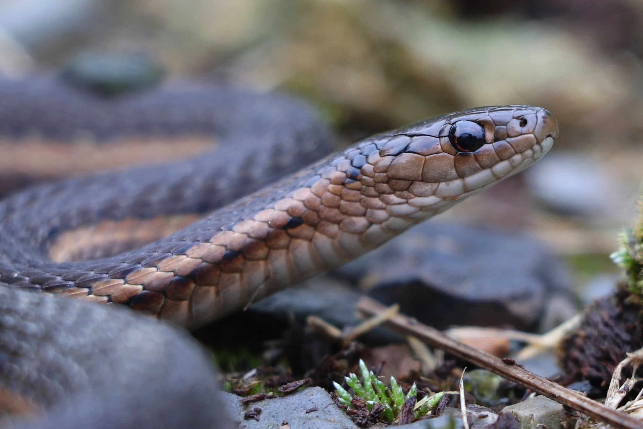 Short-headed Gartersnake