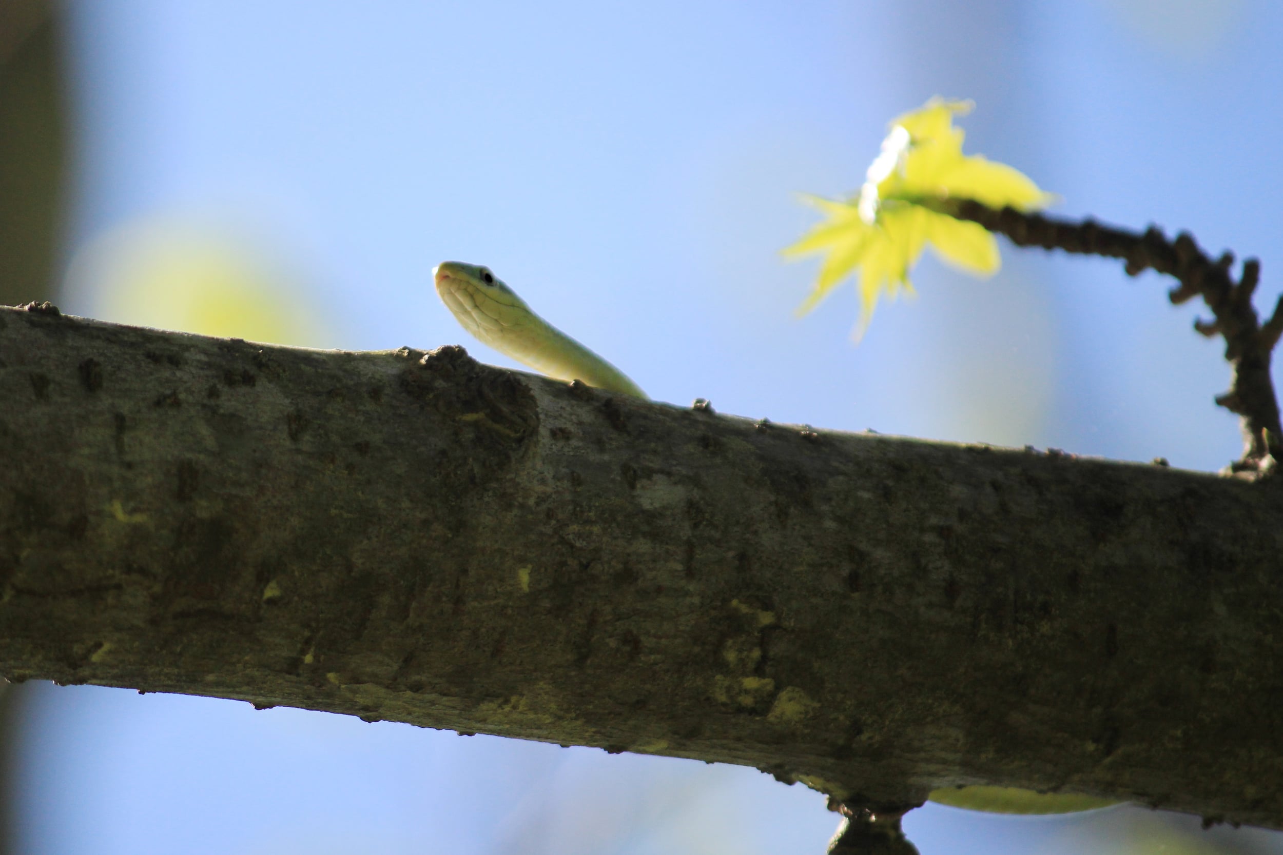 Rough Greensnake - This was spotted high in a tree by a friend in VA. We tag-teamed it and let me tell you - I've never worked so hard to NOT catch a snake. It ended up in my hand with 2/3 of it into gabbion. I had to succumb to its wits and let it go with only this capture to show for it.