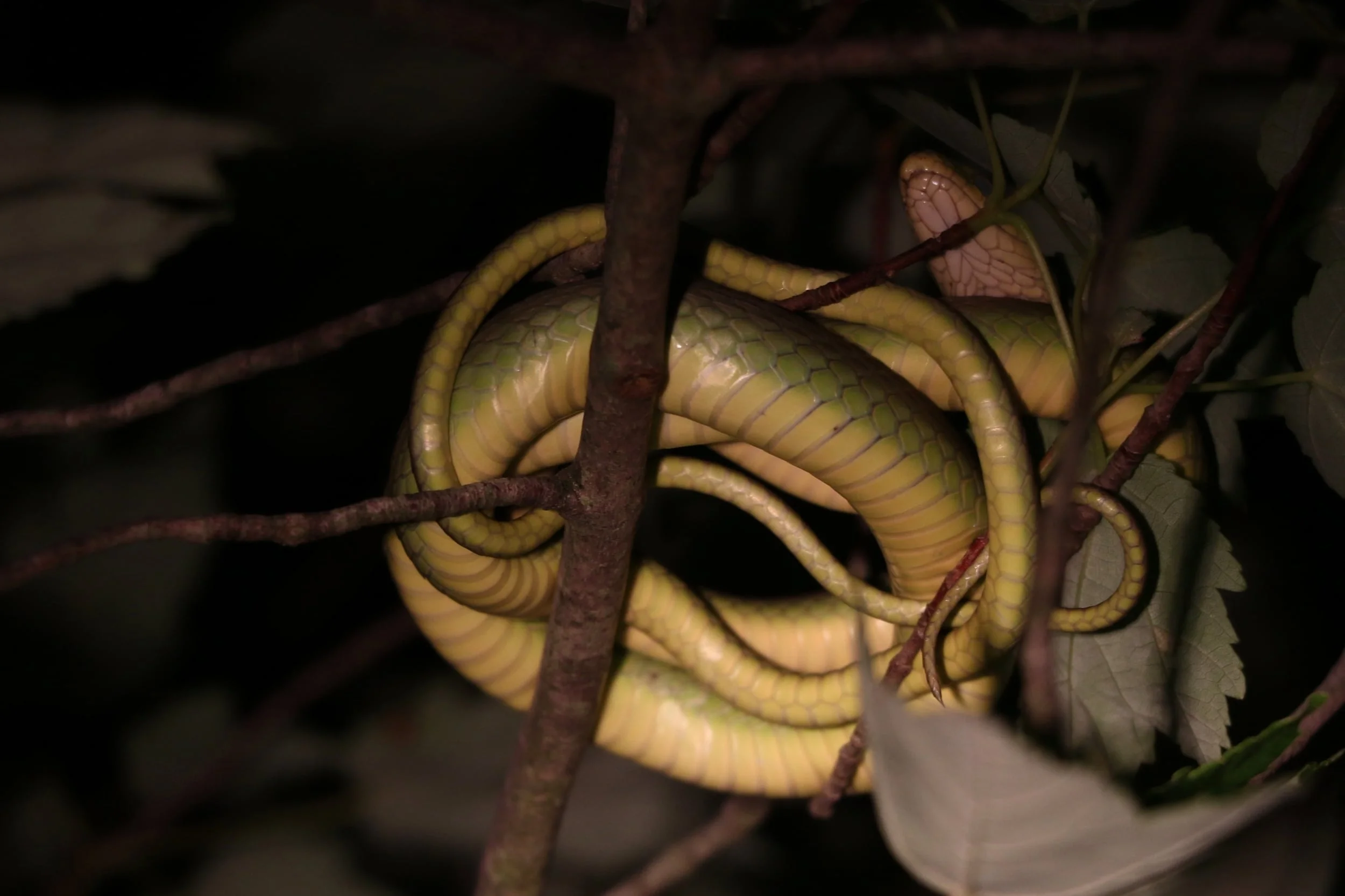 Rough Greensnake - Back up in the Pine Barrens, I proved to myself for the second year in a row that I could shine greens sleeping in trees at night.